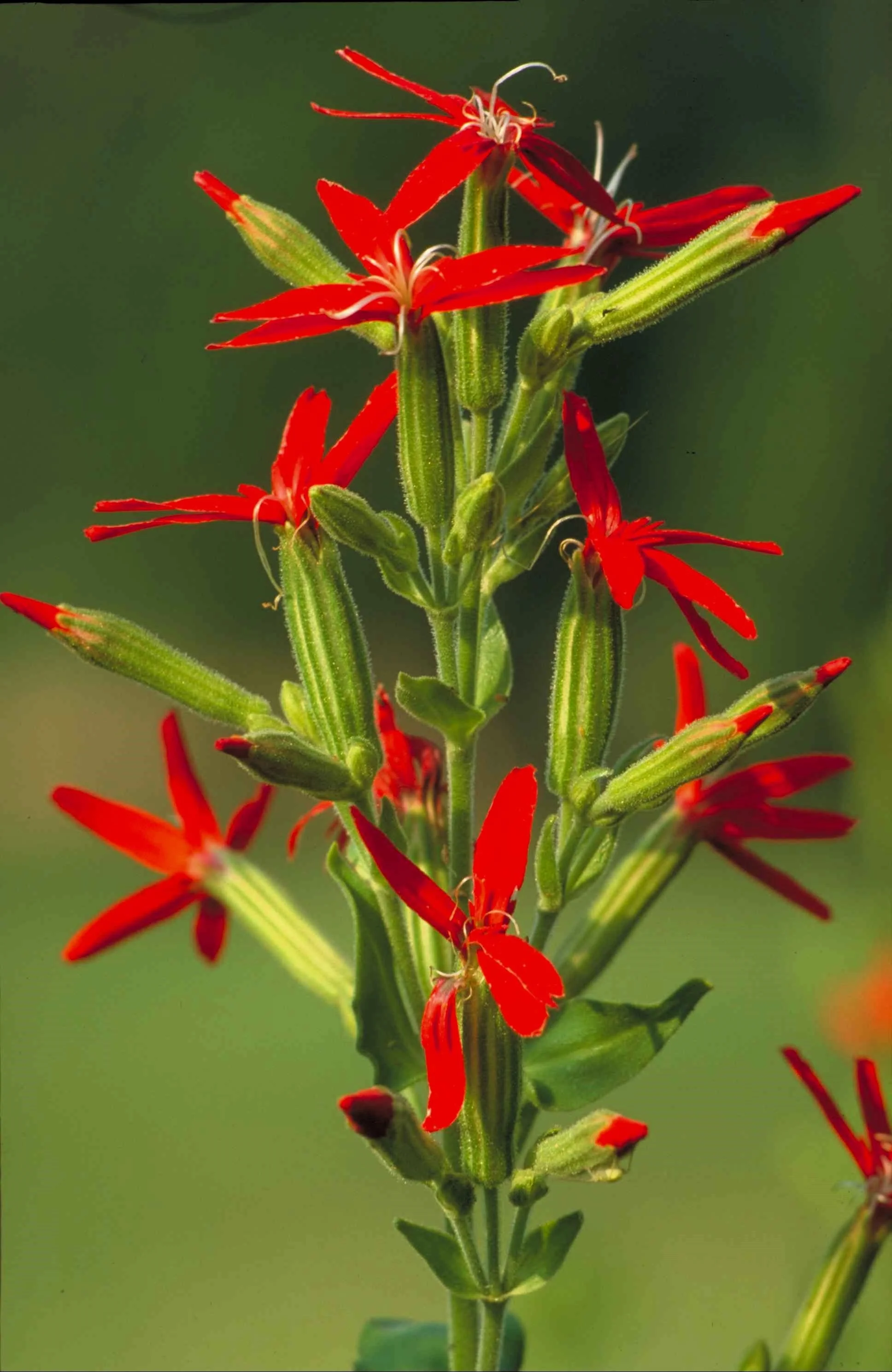 20 ROYAL RED CATCHFLY Hummingbird & Endangered Native Flower Silene Regia Seeds - Image 6