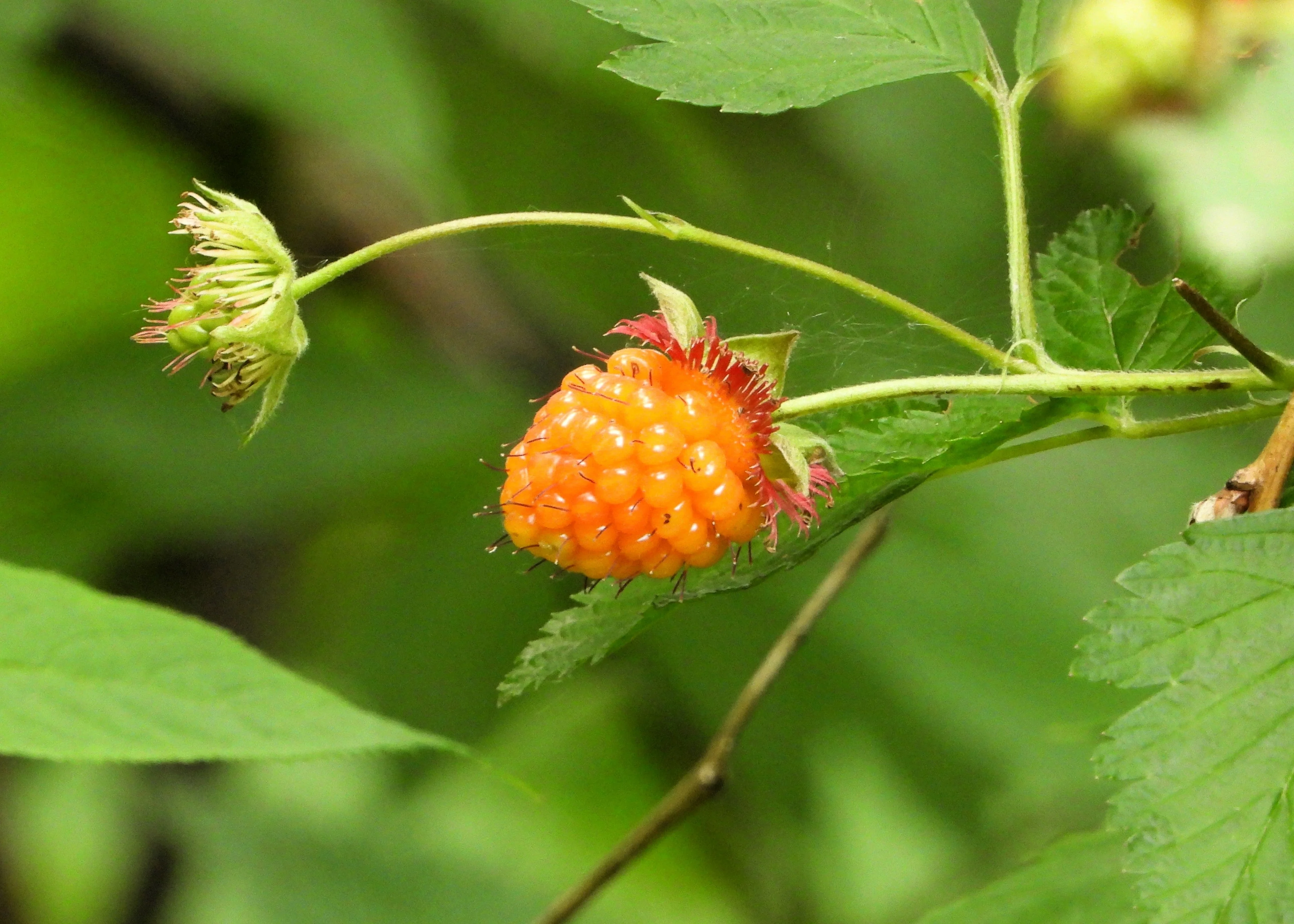 20 SALMONBERRY RUSSIAN RASPBERRY Rubus Spectabilis Fruit Seeds Purple Flowers - Image 4