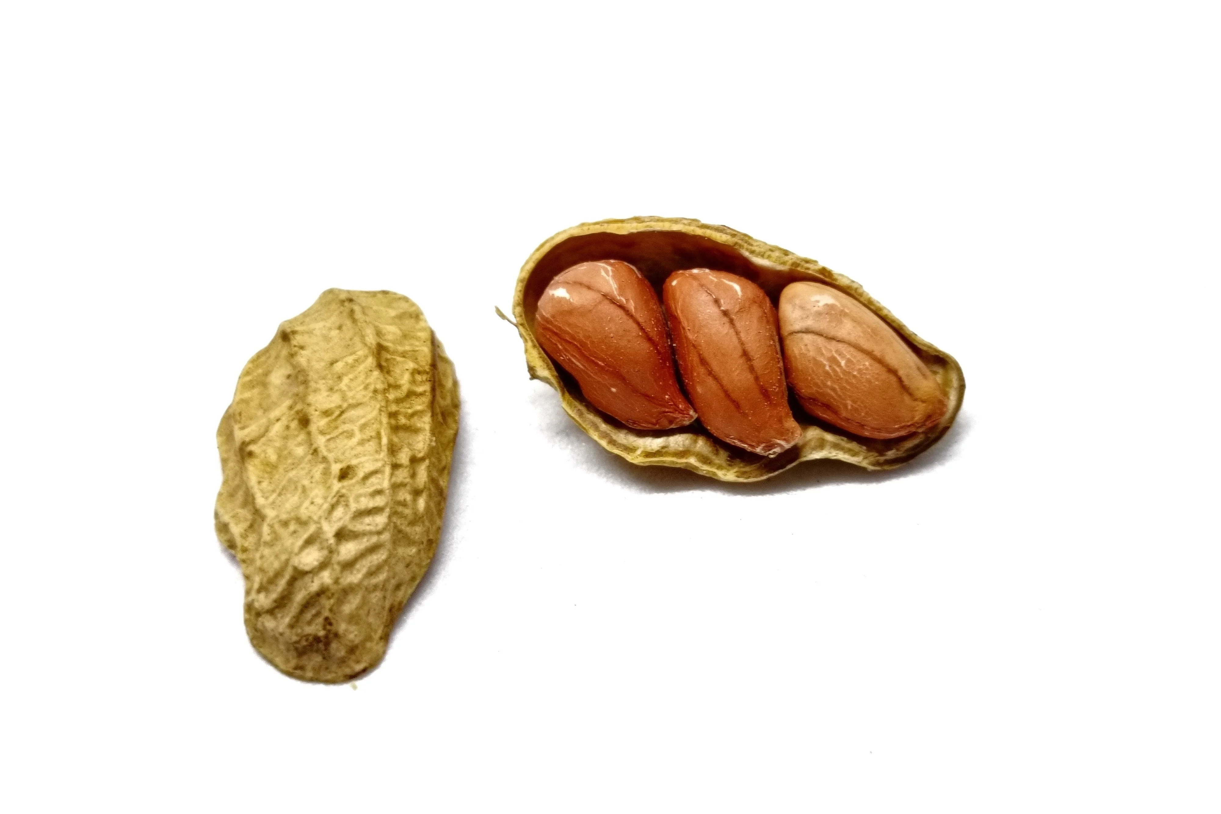 20 Seeds Early SPANISH PEANUT Arachis Hypogaea Perennial Nut Plant - Image 2