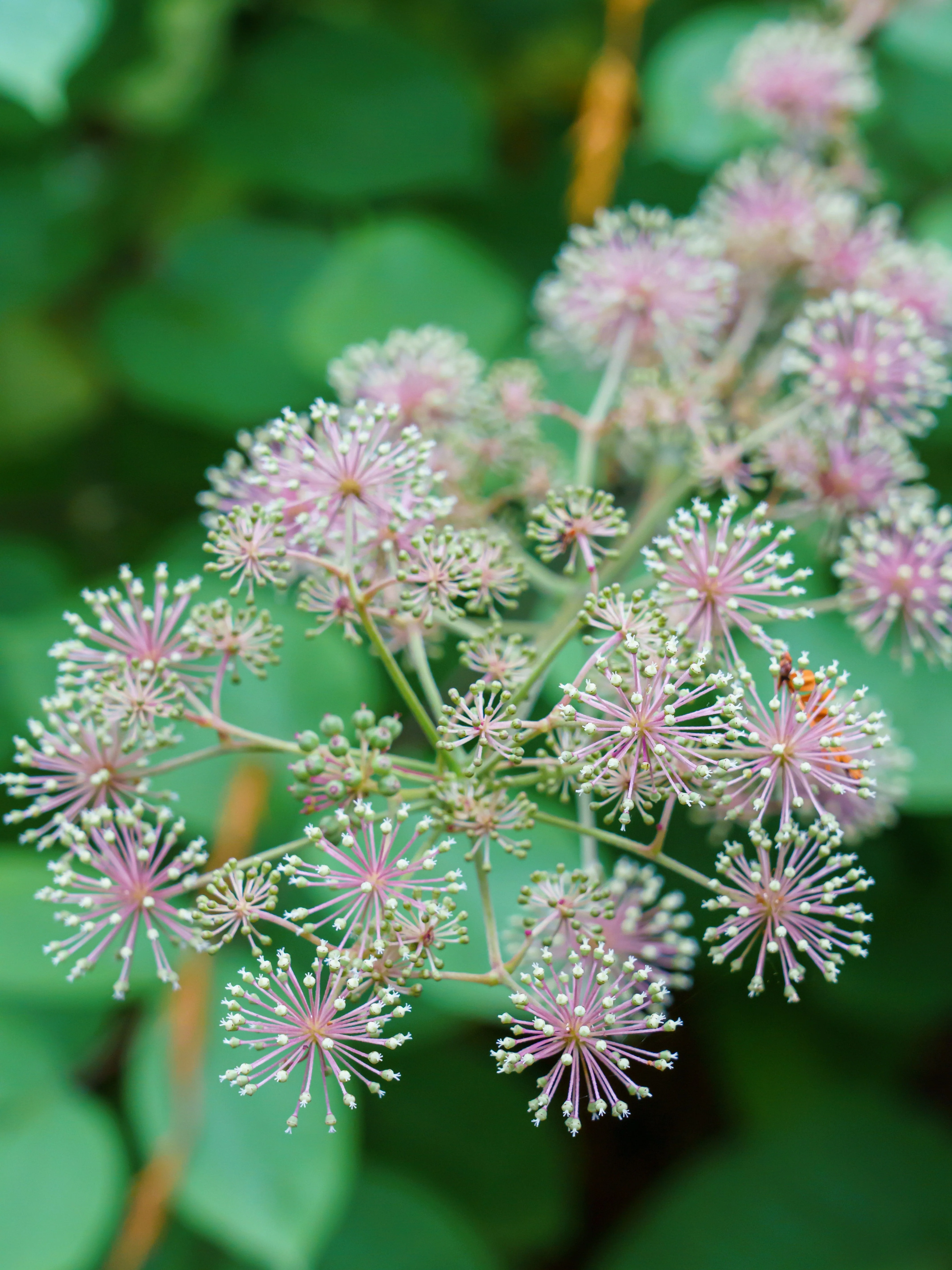 20 SIBERIAN GINSENG Eleutherococcus Senticosus Ci Wu Jia Herb Shrub Seeds - Image 12