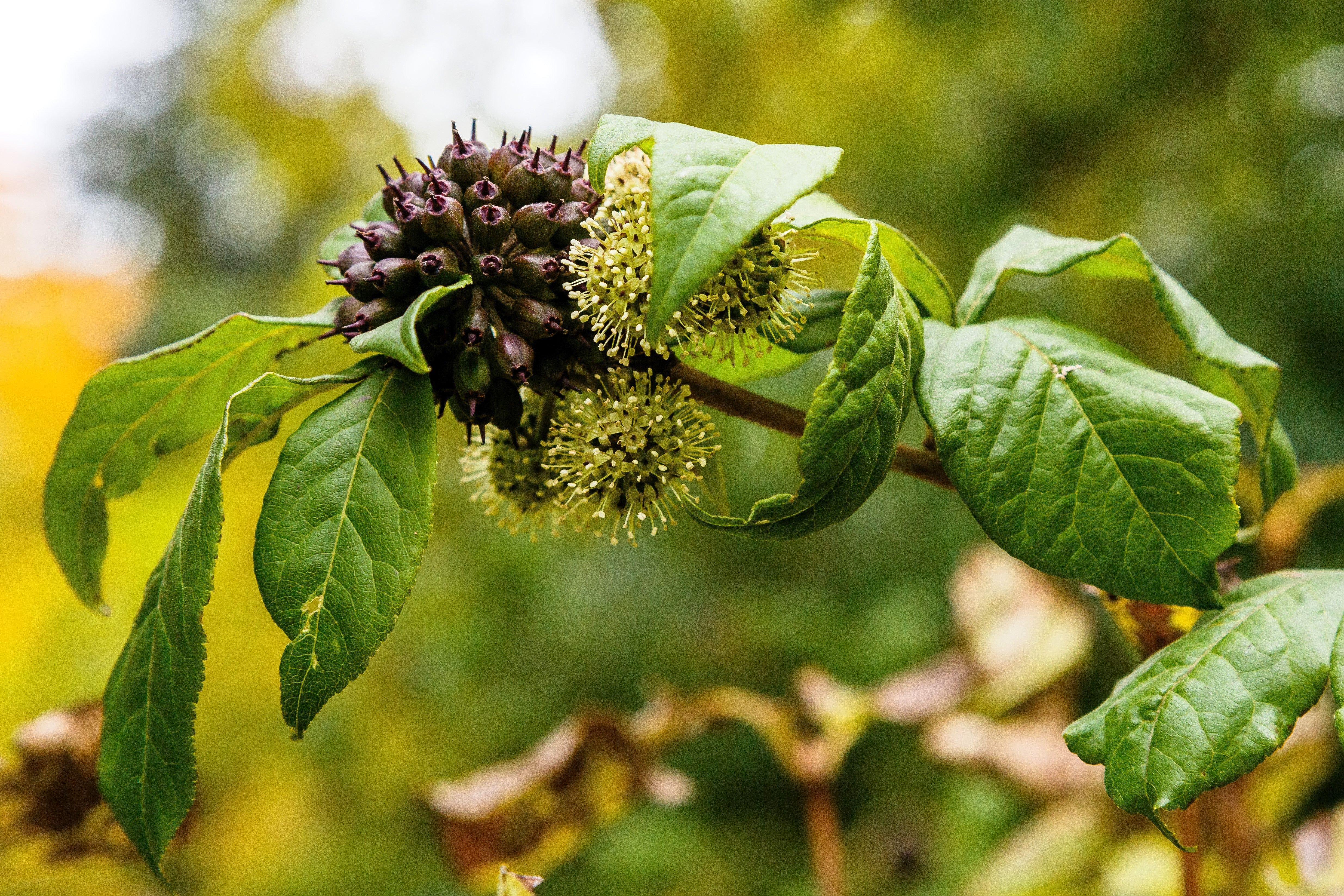 20 SIBERIAN GINSENG Eleutherococcus Senticosus Ci Wu Jia Herb Shrub Seeds - Image 4