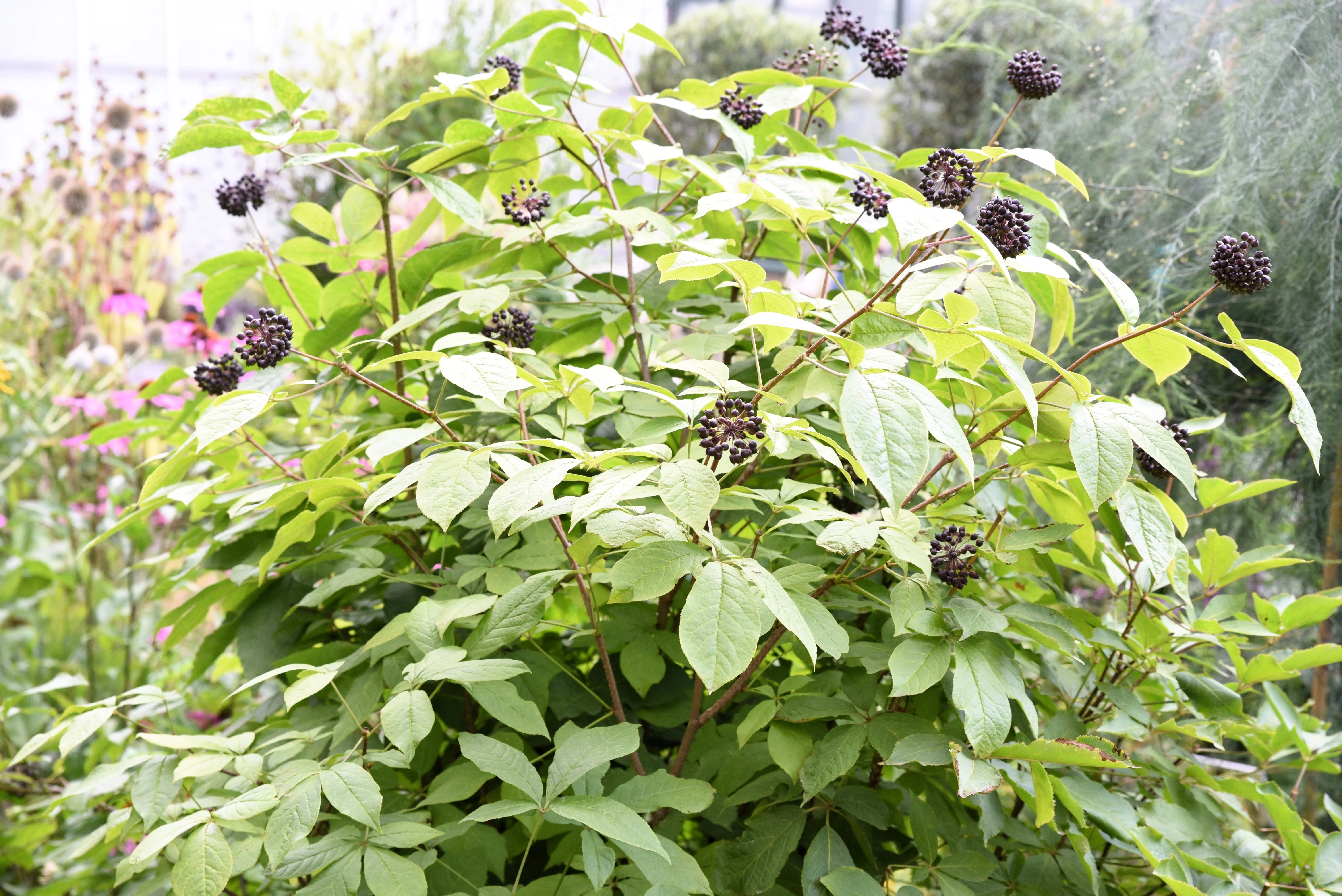 20 SIBERIAN GINSENG Eleutherococcus Senticosus Ci Wu Jia Herb Shrub Seeds - Image 7
