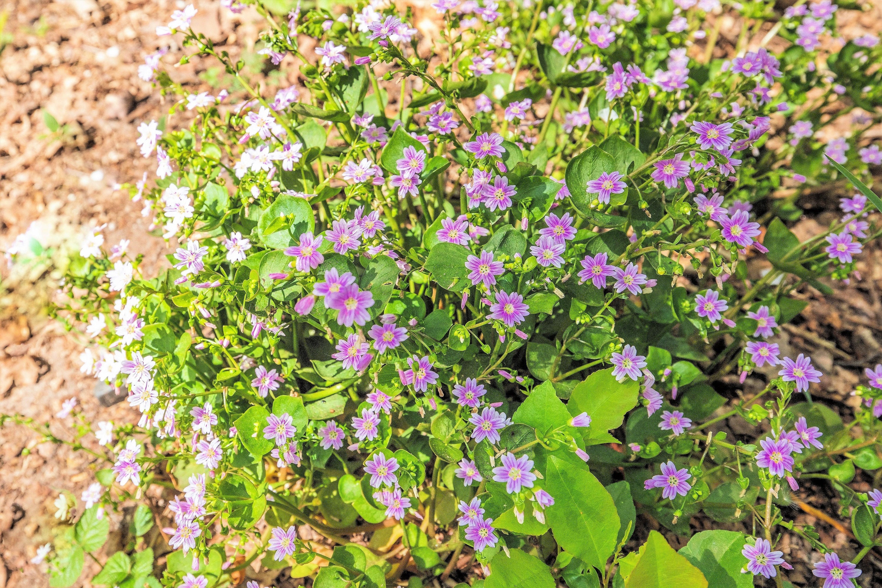 20 SIBERIAN SPRING BEAUTY Claytonia Sibirica aka Candy Flower, Pink Purslane, Siberian Miner's Lettuce Pink Striped Shade Flower Native Herb Seeds - Image 9