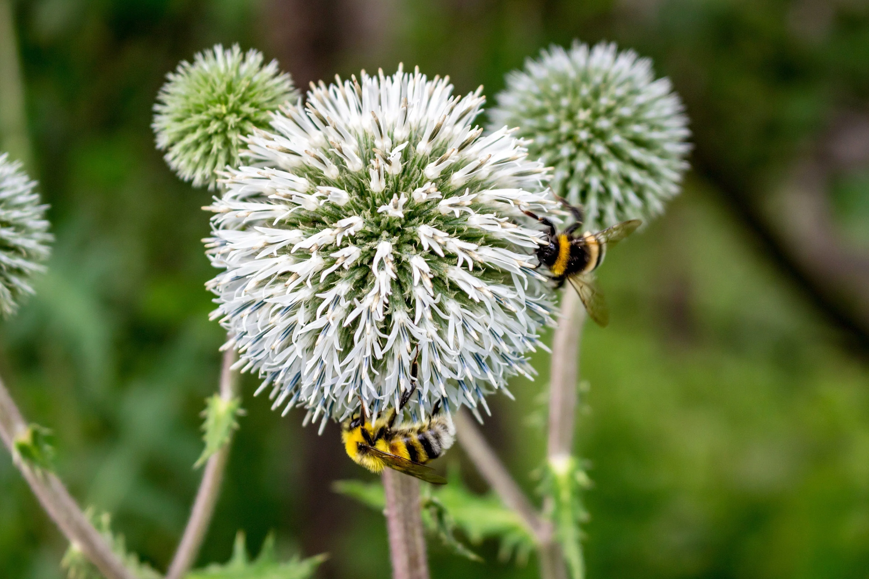 20 Silver GIANT GLOBE THISTLE Echinops Sphaerocephalus Great Globethistle Silvery White Flower Seeds - Image 4