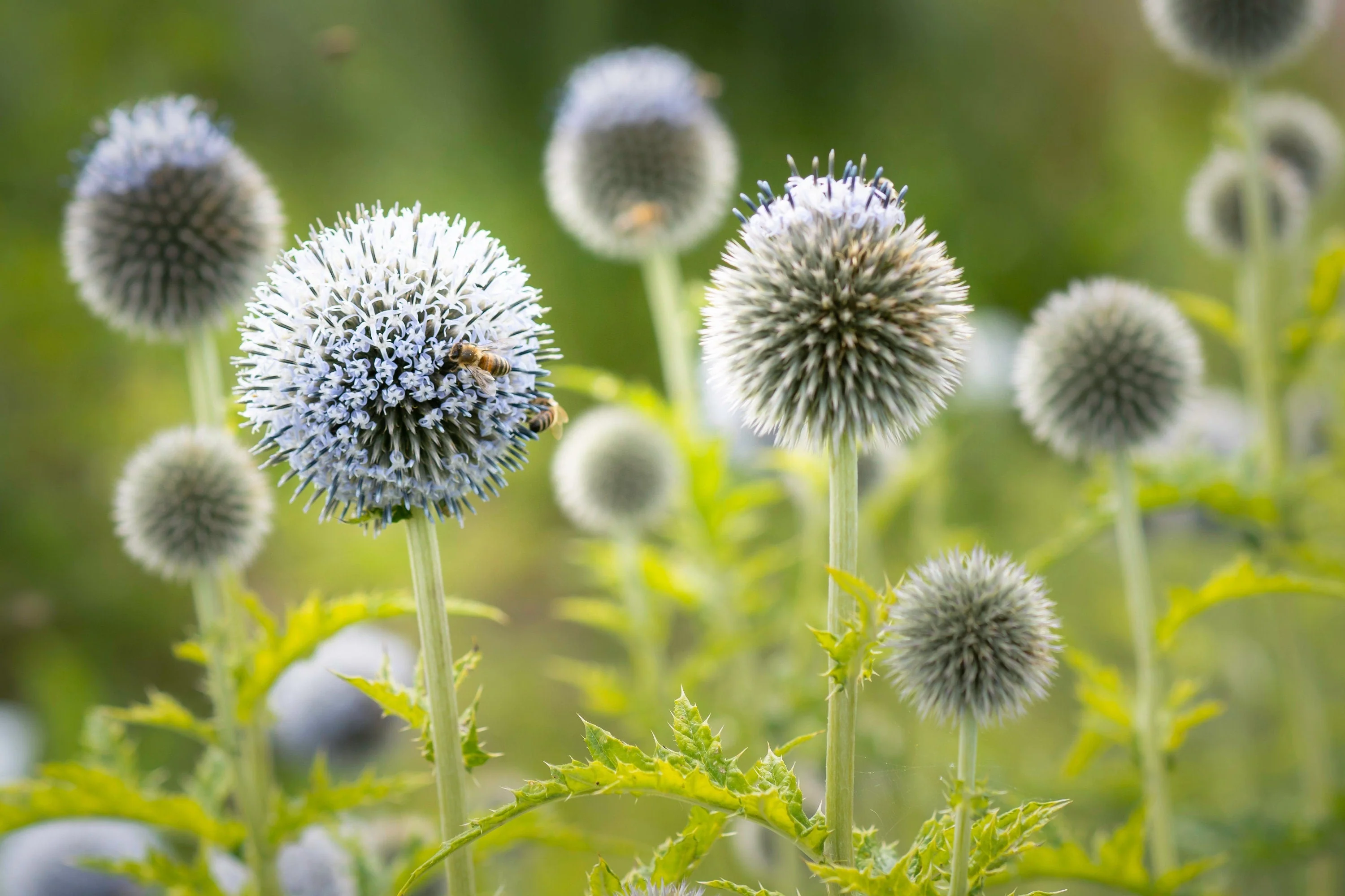 20 Silver GIANT GLOBE THISTLE Echinops Sphaerocephalus Great Globethistle Silvery White Flower Seeds - Image 5