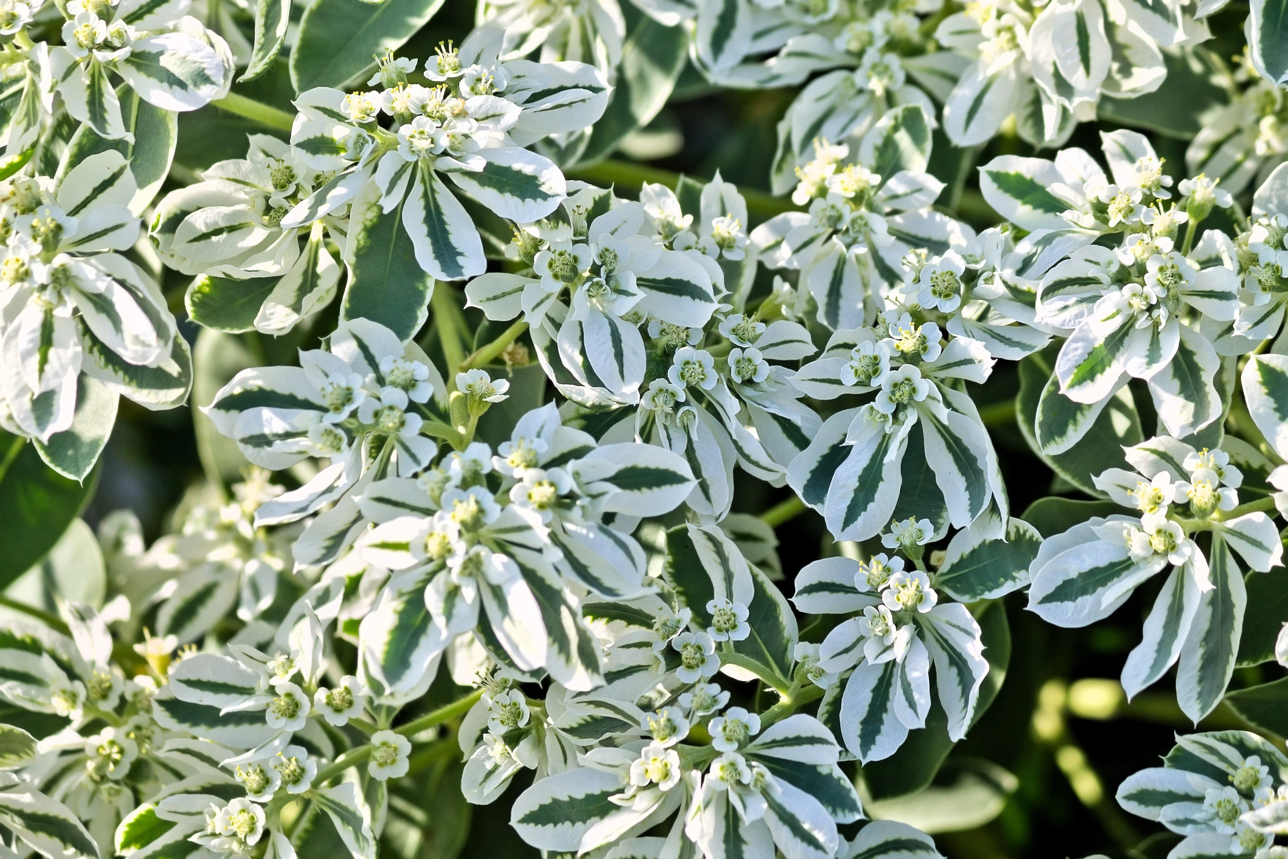 20 SNOW On THE MOUNTAIN Euphorbia Marginata Variegated Groundcover Sun or Shade Flower Seeds - Image 3
