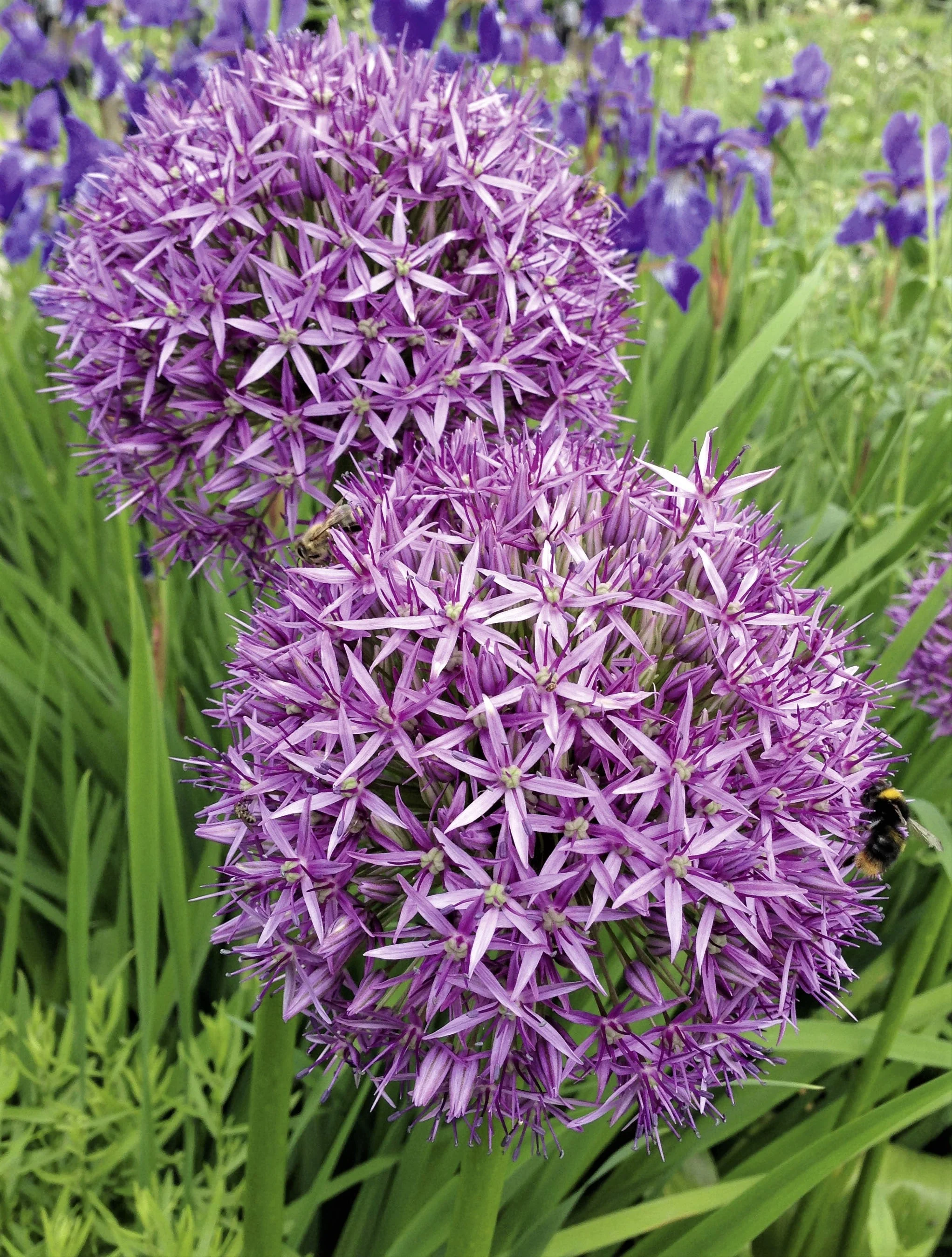 20 STAR OF PERSIA ALLIUM Christophii Silvery Amethyst Purple Flower Seeds - Image 8