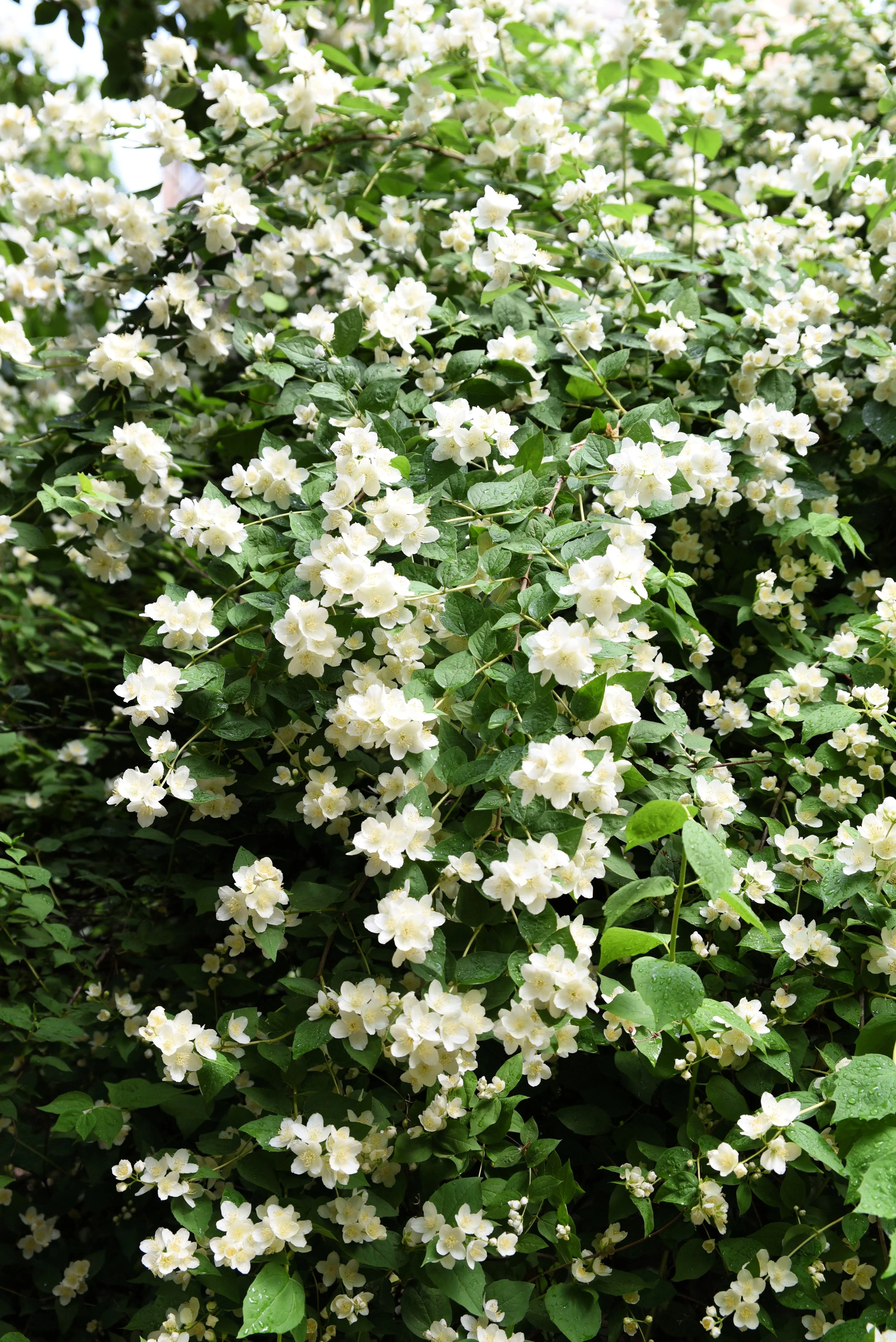 20 SWEET MOCK ORANGE English Dogwood Philadelphus Coronarius Shrub Flower Seeds - Image 5