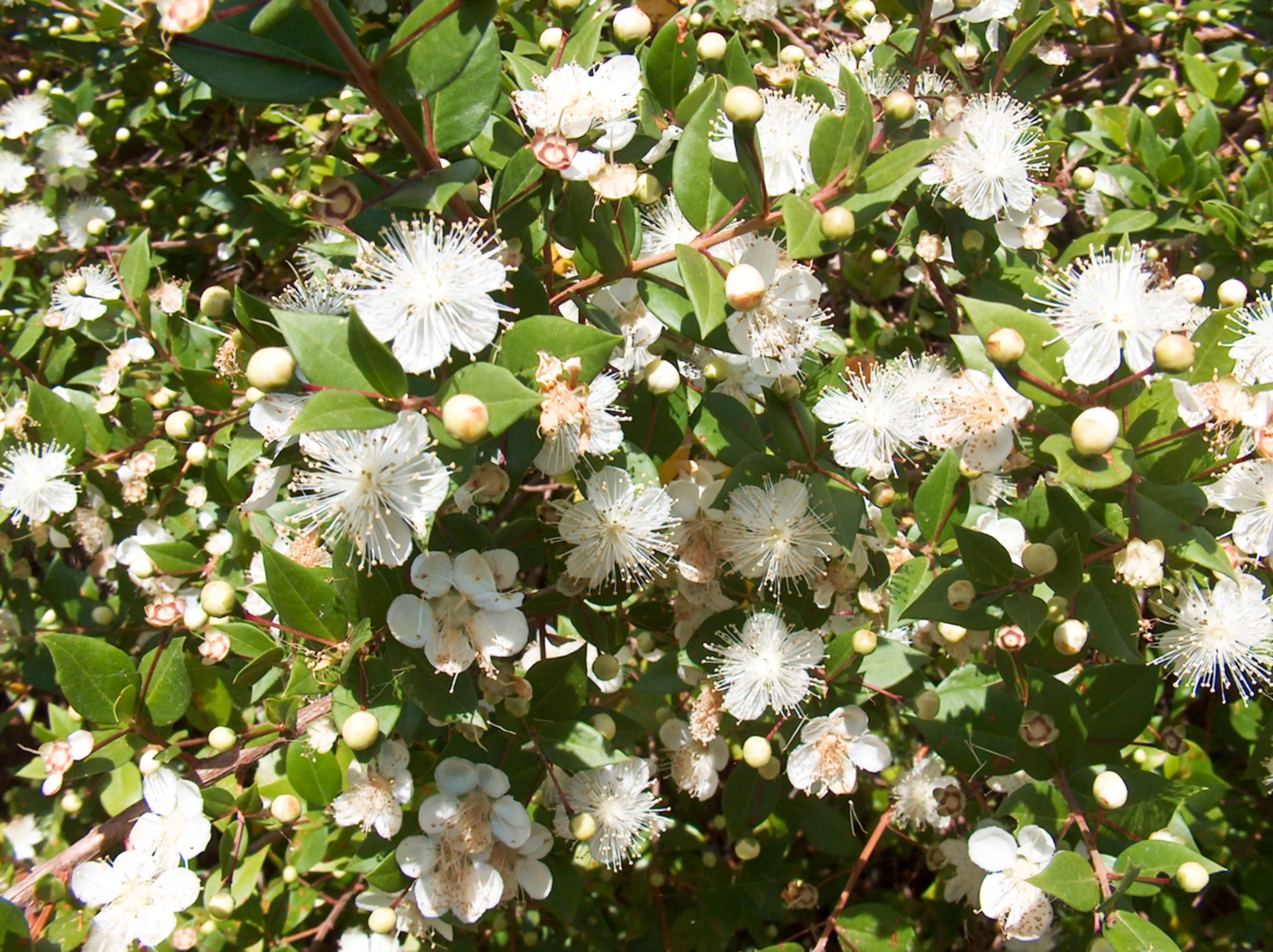 20 TRUE MYRTLE Myrtus Communis aka Common & Sweet Myrtle Fragrant White Flower Edible Blue Berry Fruit Shrub Seeds - Image 14