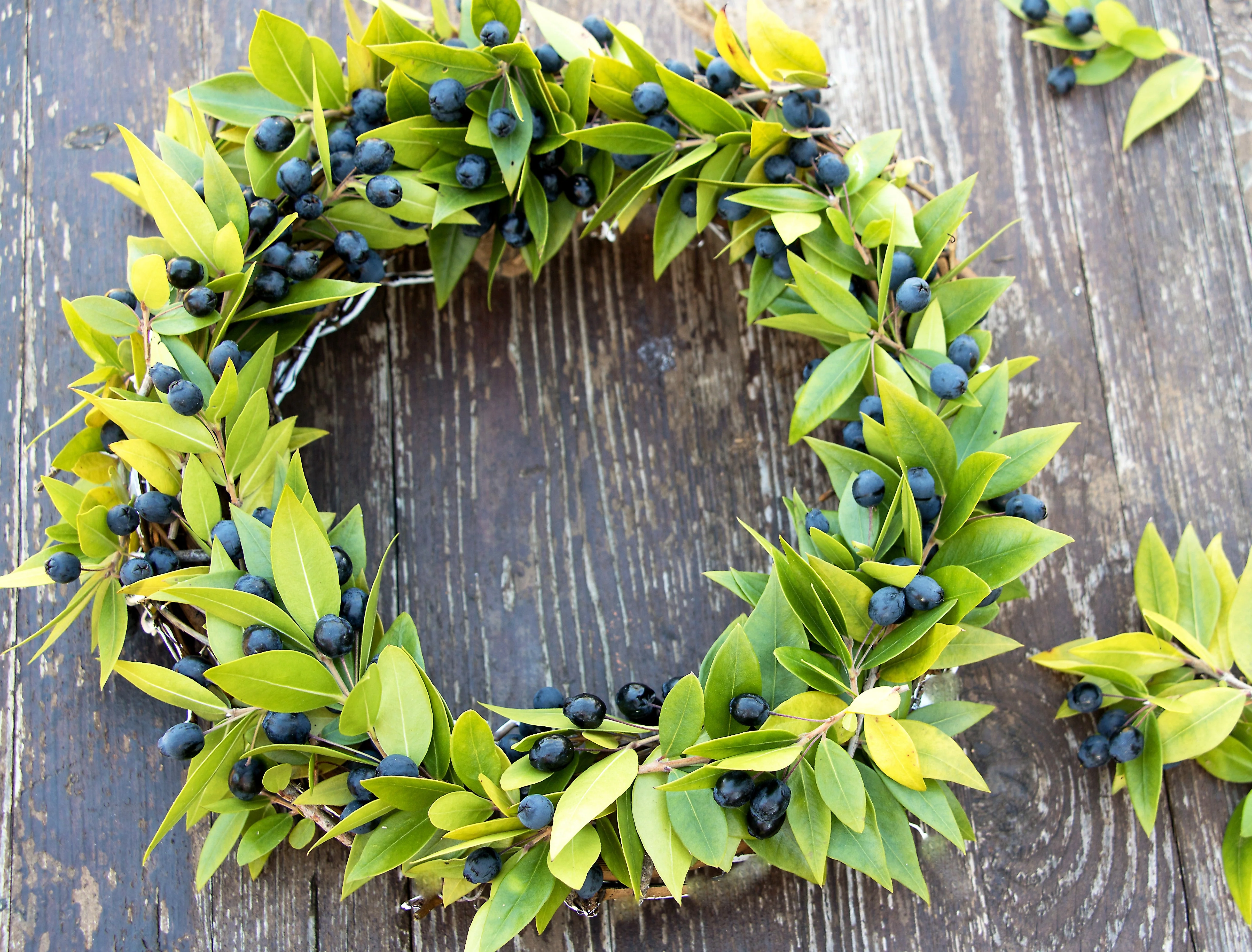 20 TRUE MYRTLE Myrtus Communis aka Common & Sweet Myrtle Fragrant White Flower Edible Blue Berry Fruit Shrub Seeds - Image 15