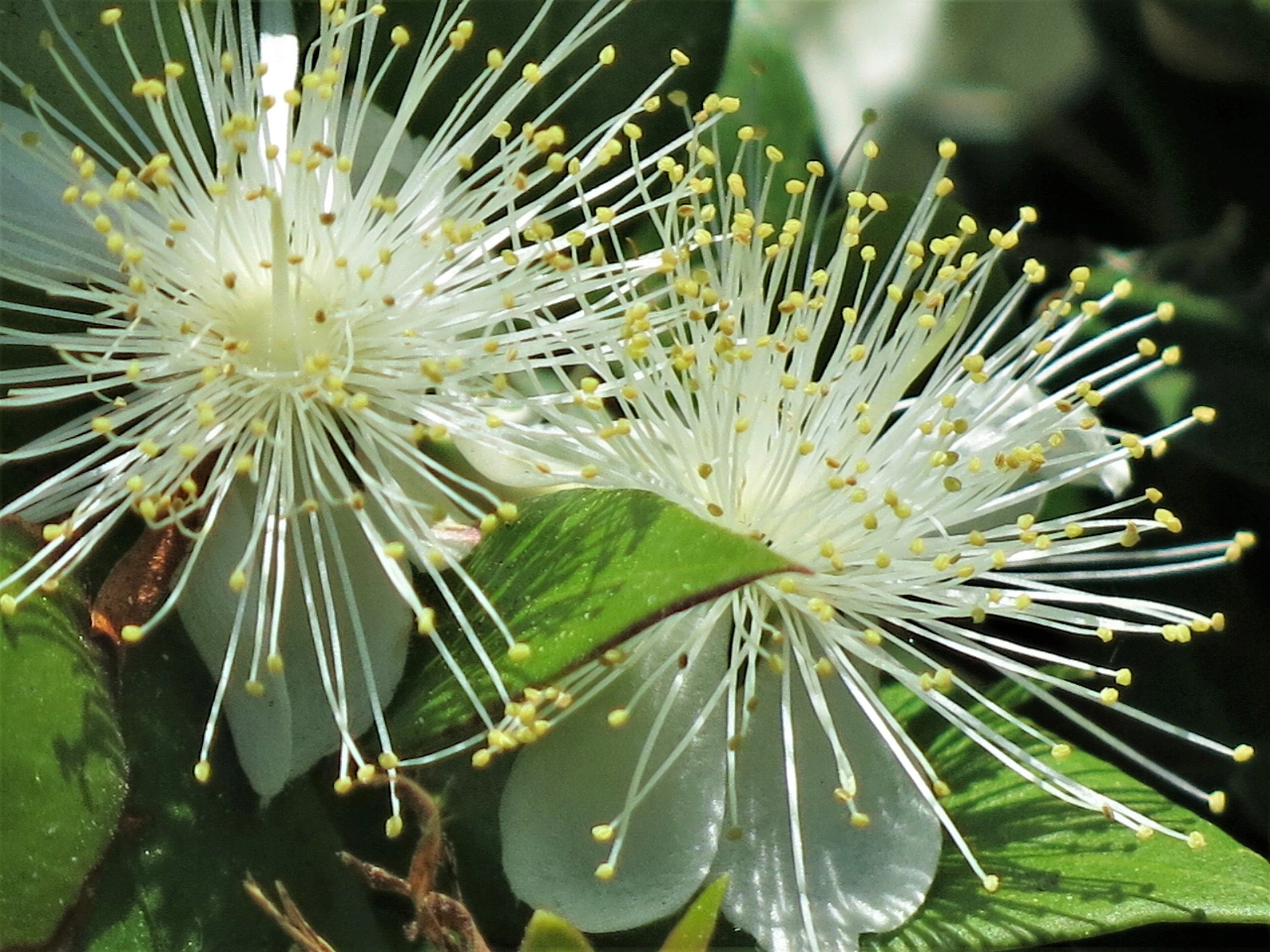 20 TRUE MYRTLE Myrtus Communis aka Common & Sweet Myrtle Fragrant White Flower Edible Blue Berry Fruit Shrub Seeds - Image 6
