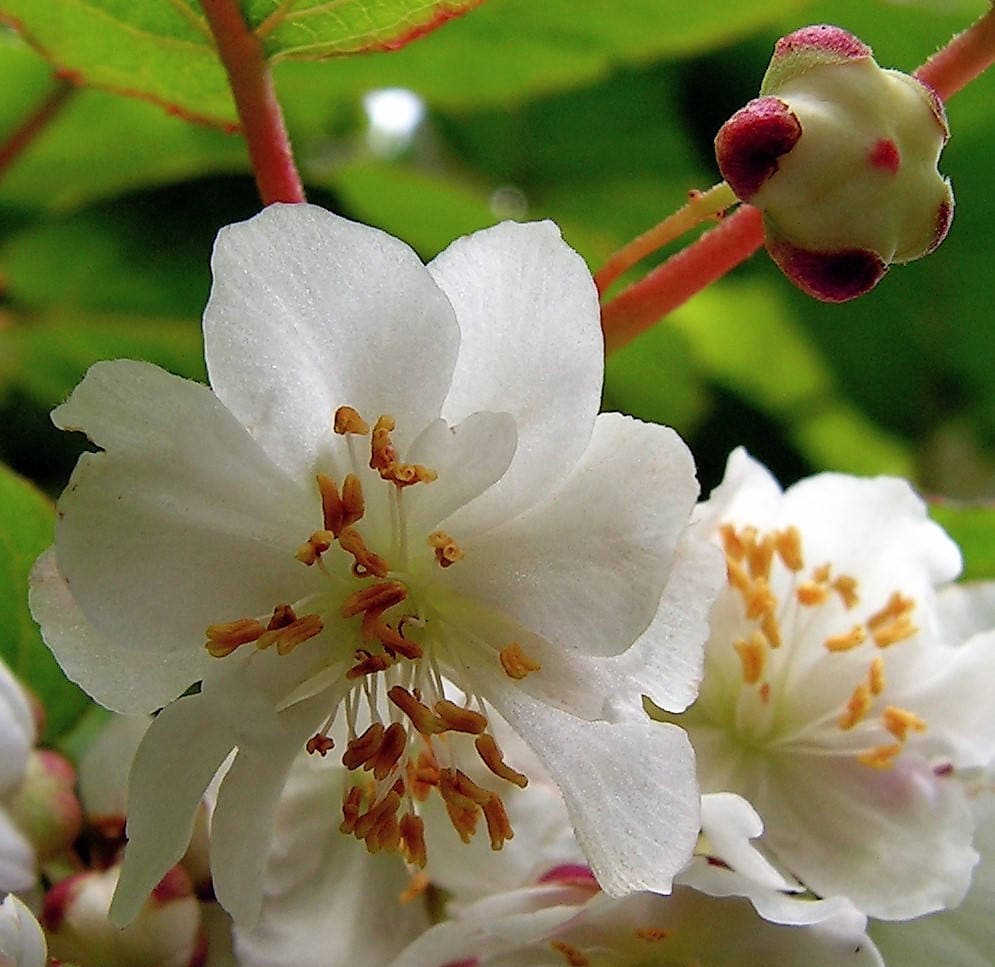 20 Variegated ARCTIC BEAUTY KIWI Fruit Edible Actinidia Kolomikta Vine Seeds - Image 10