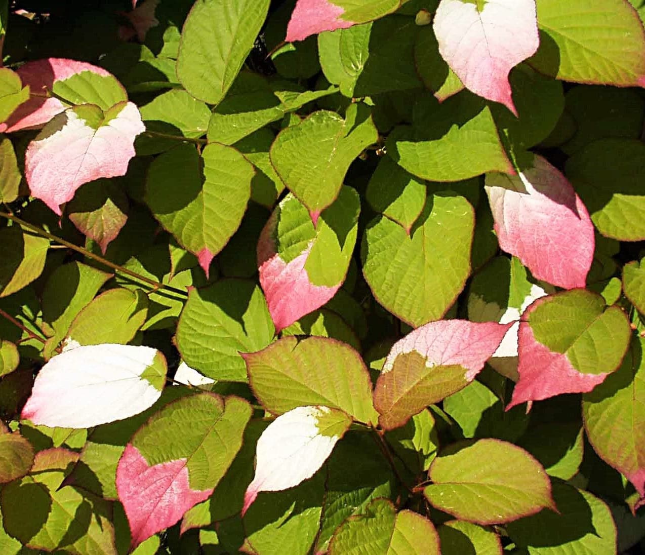 20 Variegated ARCTIC BEAUTY KIWI Fruit Edible Actinidia Kolomikta Vine Seeds - Image 5