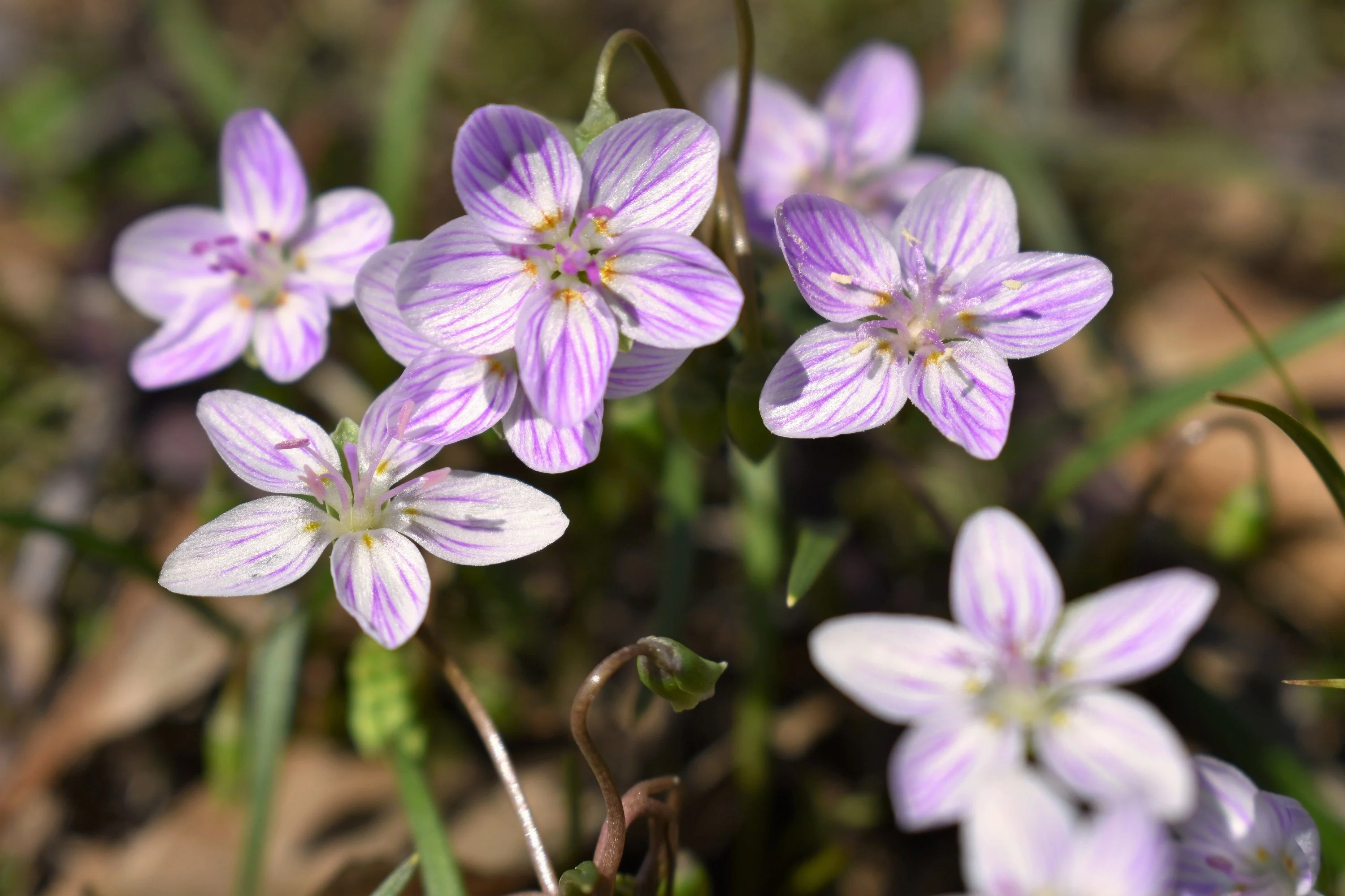 20 VIRGINIA SPRING BEAUTY Claytonia Virginica Eastern Fairy Pink Striped Native Grass Shade Flower Herb Seeds - Image 3