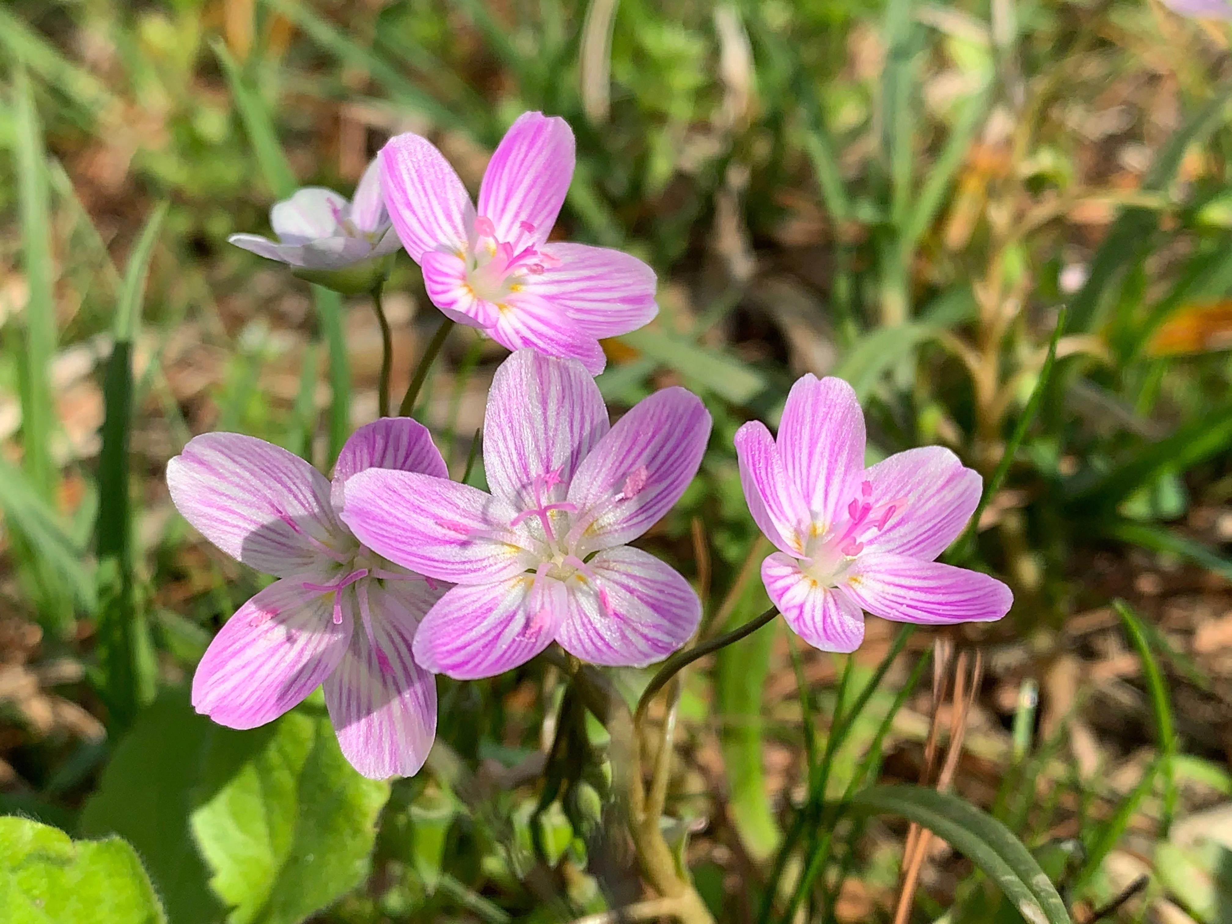 20 VIRGINIA SPRING BEAUTY Claytonia Virginica Eastern Fairy Pink Striped Native Grass Shade Flower Herb Seeds - Image 9