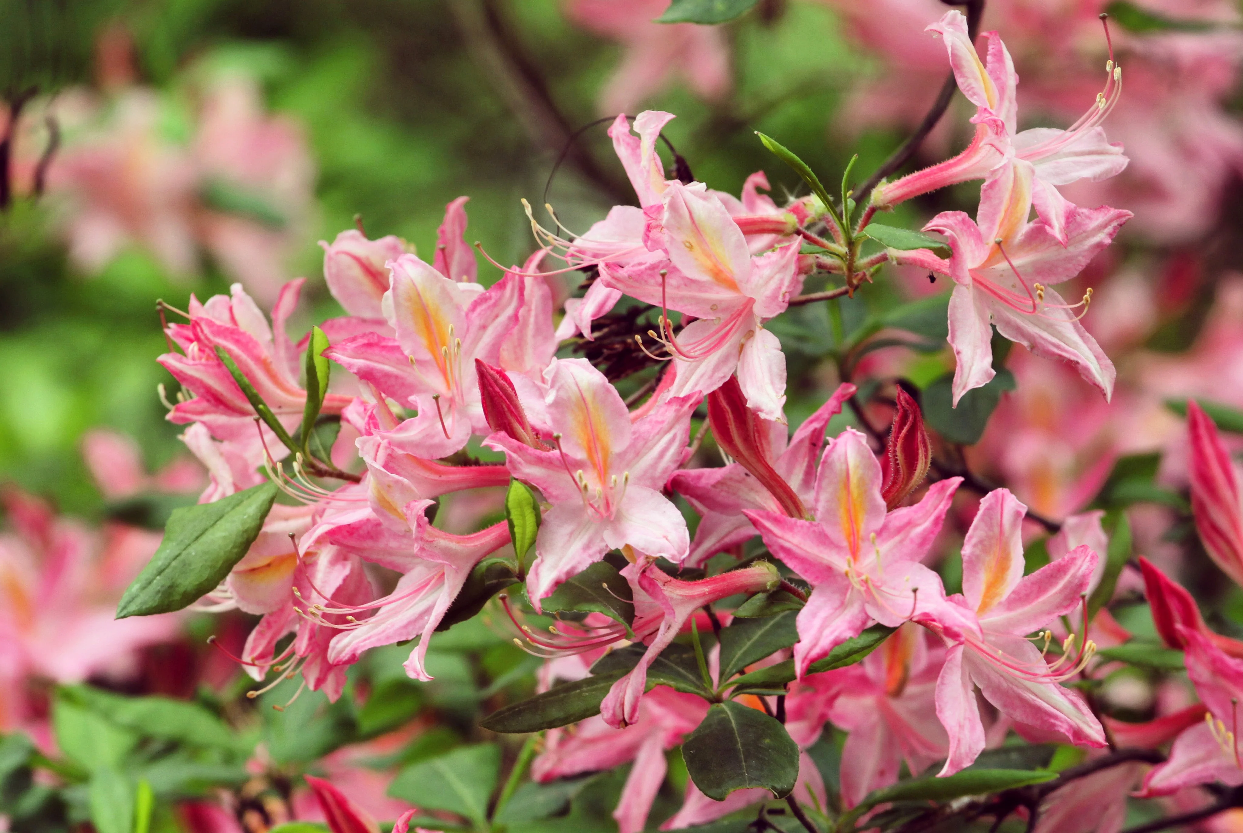 20 WESTERN AZALEA Pink White Yellow Shrub Flower Rhododendron Occidentale Seeds - Image 10
