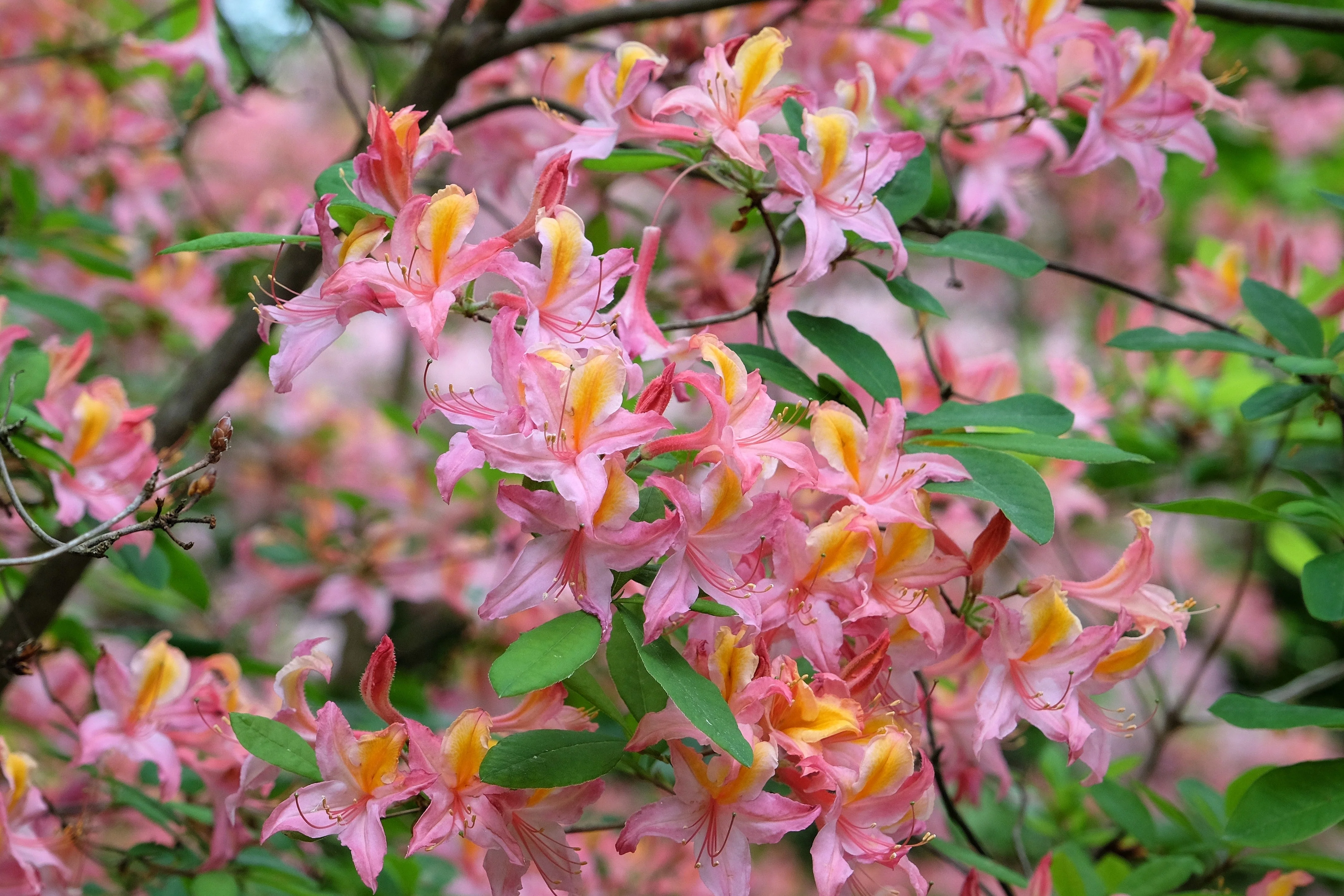 20 WESTERN AZALEA Pink White Yellow Shrub Flower Rhododendron Occidentale Seeds - Image 11
