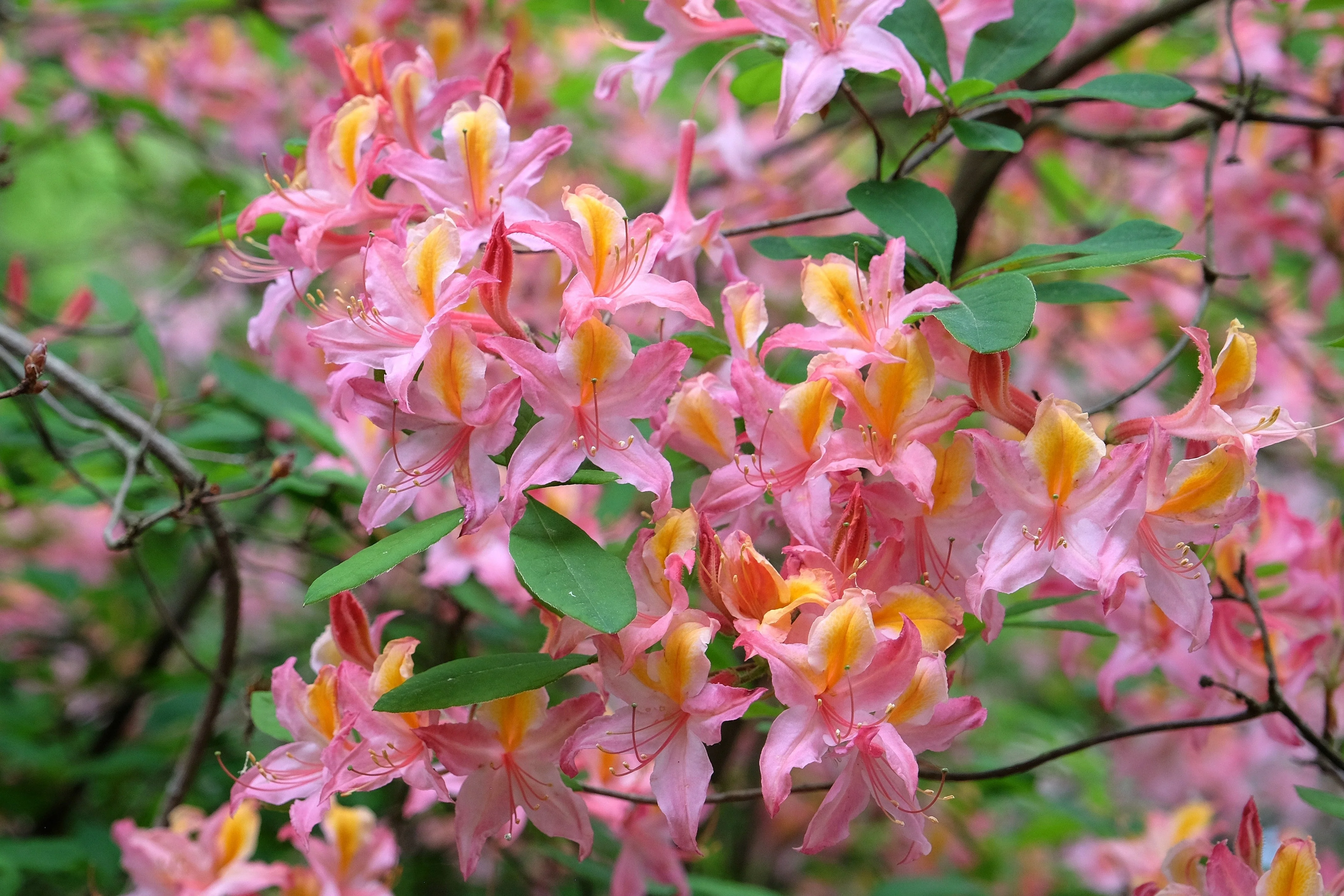 20 WESTERN AZALEA Pink White Yellow Shrub Flower Rhododendron Occidentale Seeds - Image 3