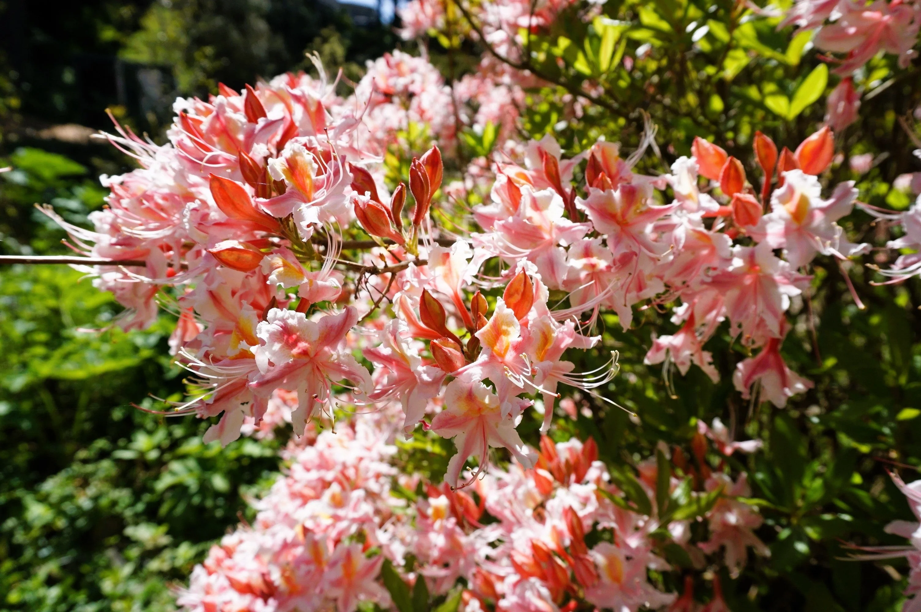 20 WESTERN AZALEA Pink White Yellow Shrub Flower Rhododendron Occidentale Seeds - Image 7