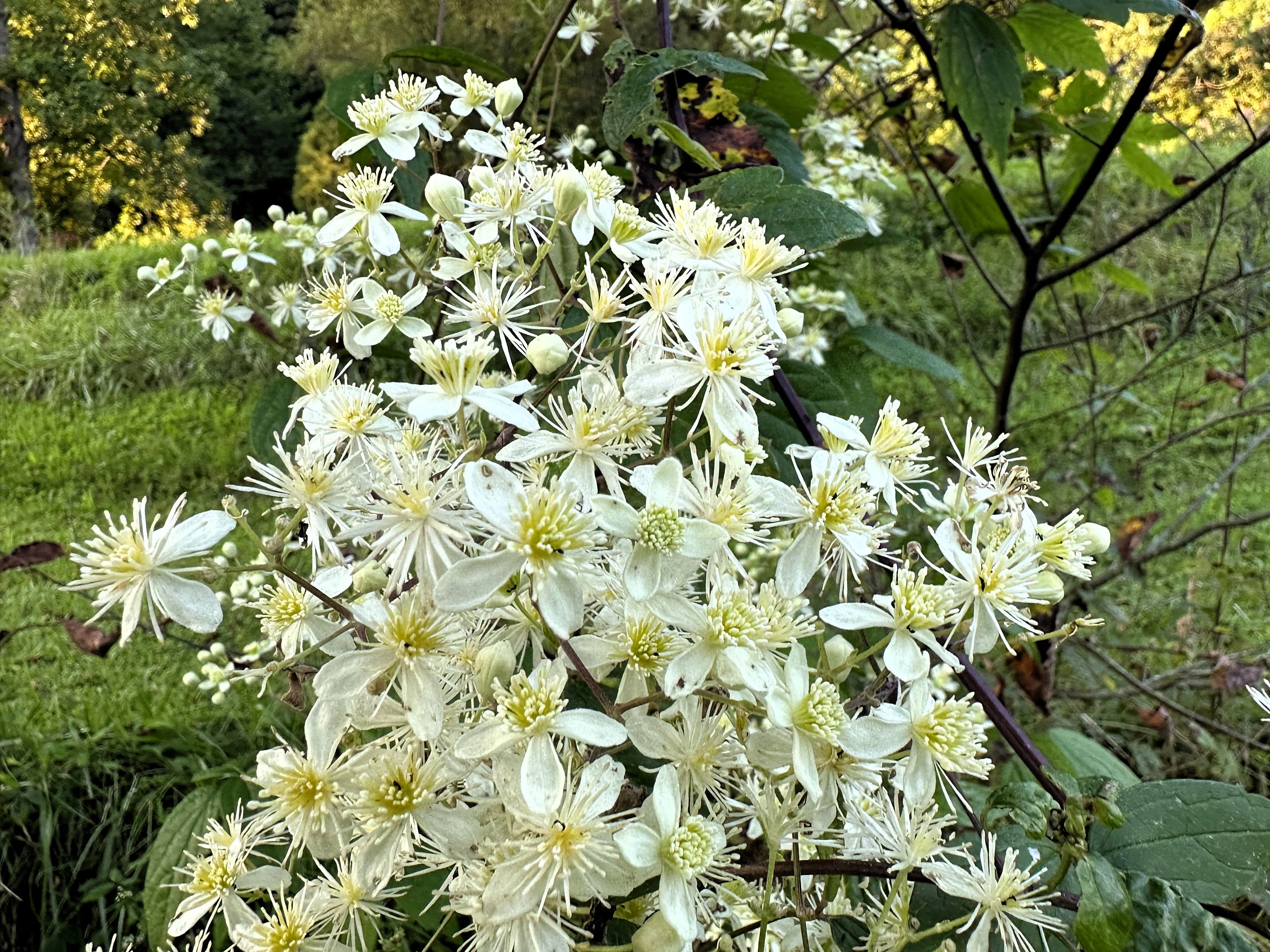 20 WHITE CLEMATIS Virginiana / Virgins Bower Flower Vine Seeds - Image 2
