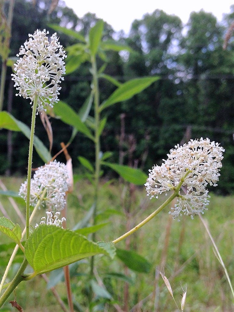 20 White NEW JERSEY TEA Hummingbird Flower Ceanothus Americanus Shrub Seeds - Image 7