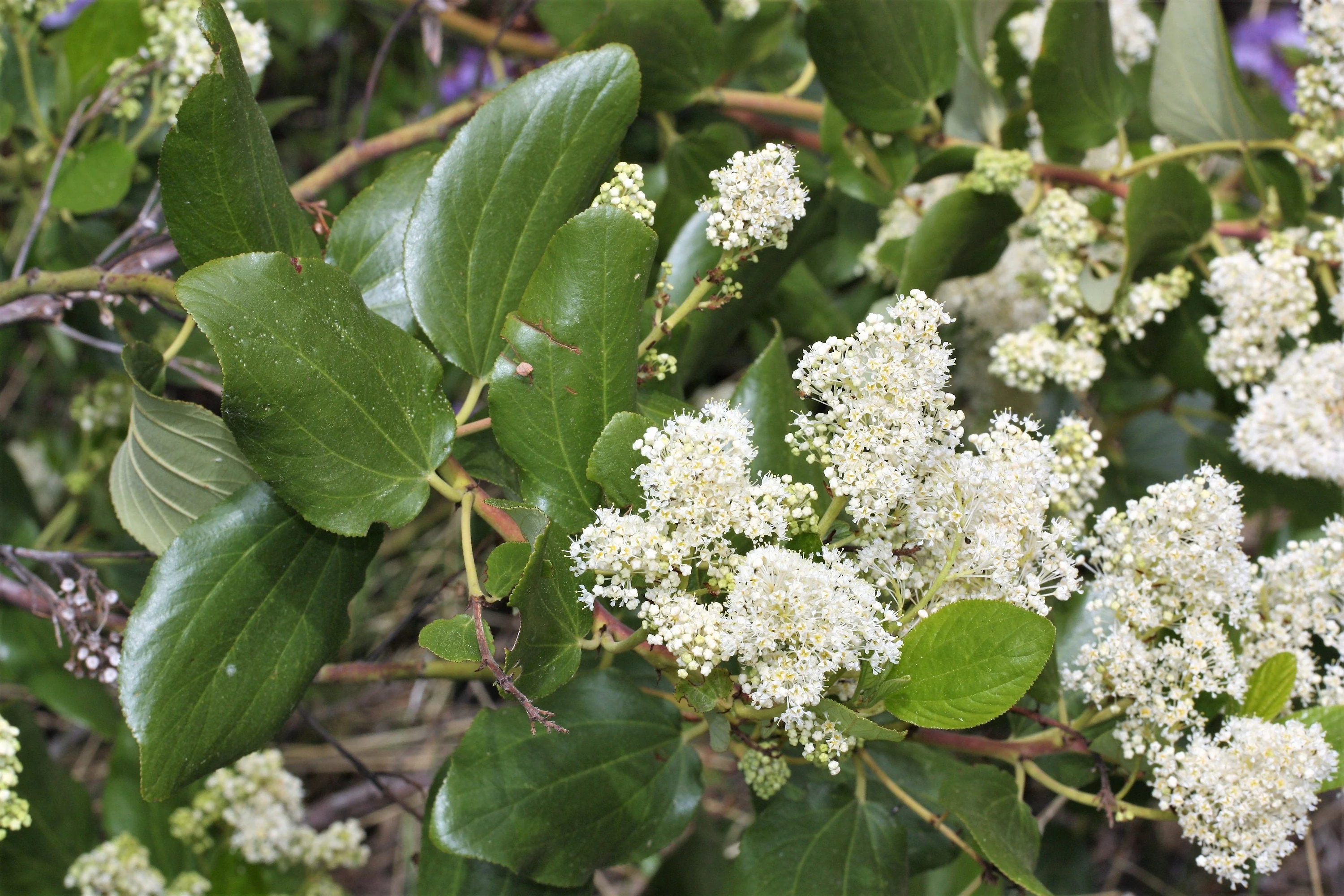 20 White SNOWBRUSH Ceanothus Velutinus aka Mountain Balm or Buckbrush Evergreen Native Flower Shrub Seeds - Image 7