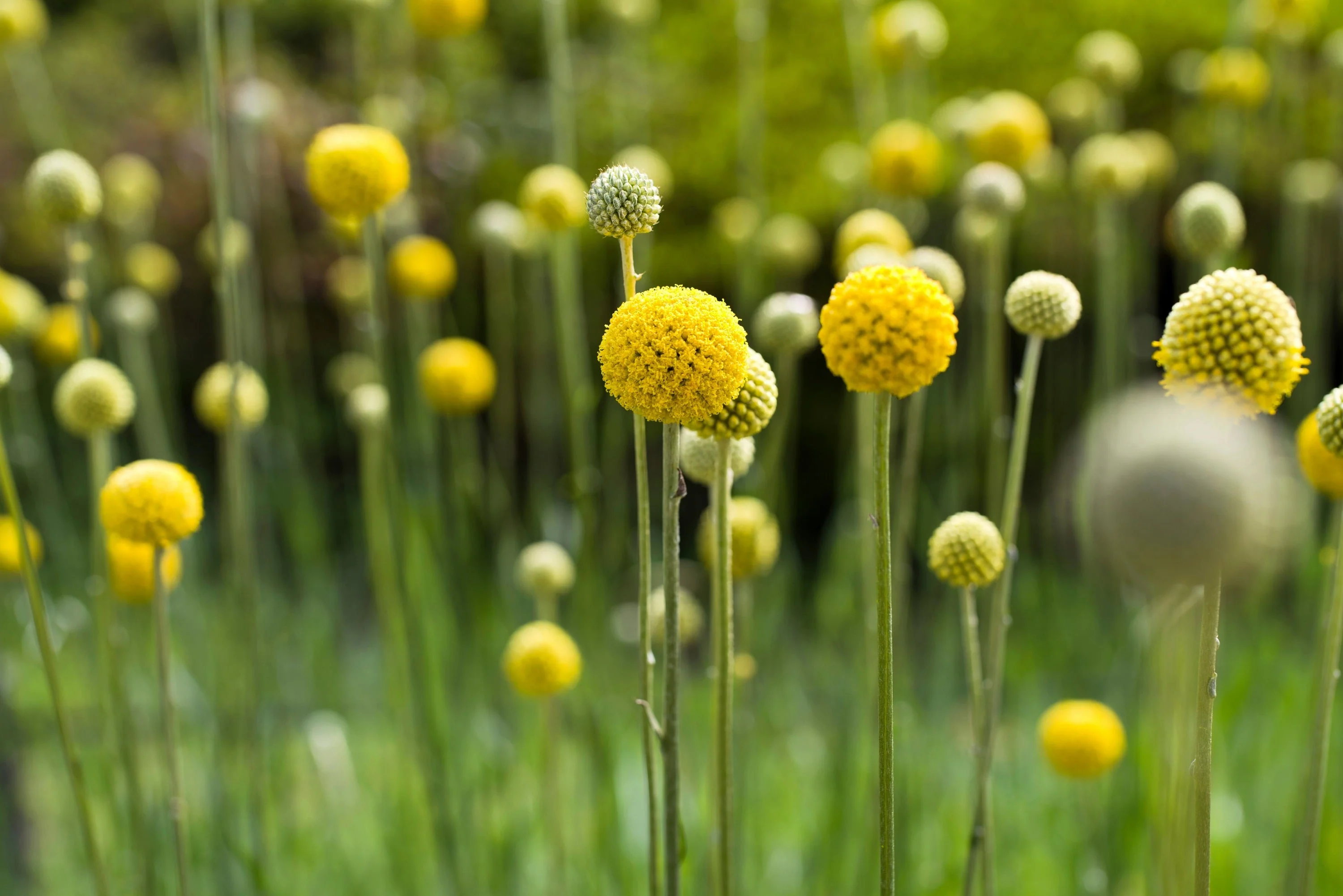 20 Yellow BILLY BUTTONS / WOLLYHEADS Craspedia Globosa Flower Seeds - Image 11