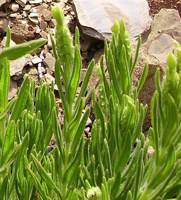 20 YELLOW LAVENDER Lavandula Viridis aka Canary Island, Green, White, Spanish, Portuguese, Madeira, Lemon Fragrant Flower Herb Seeds - Image 2
