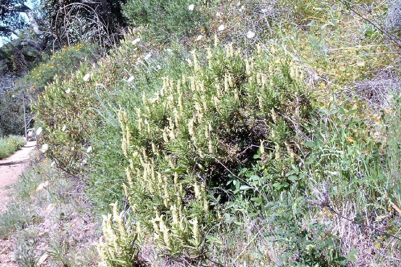 20 YELLOW LAVENDER Lavandula Viridis aka Canary Island, Green, White, Spanish, Portuguese, Madeira, Lemon Fragrant Flower Herb Seeds - Image 3