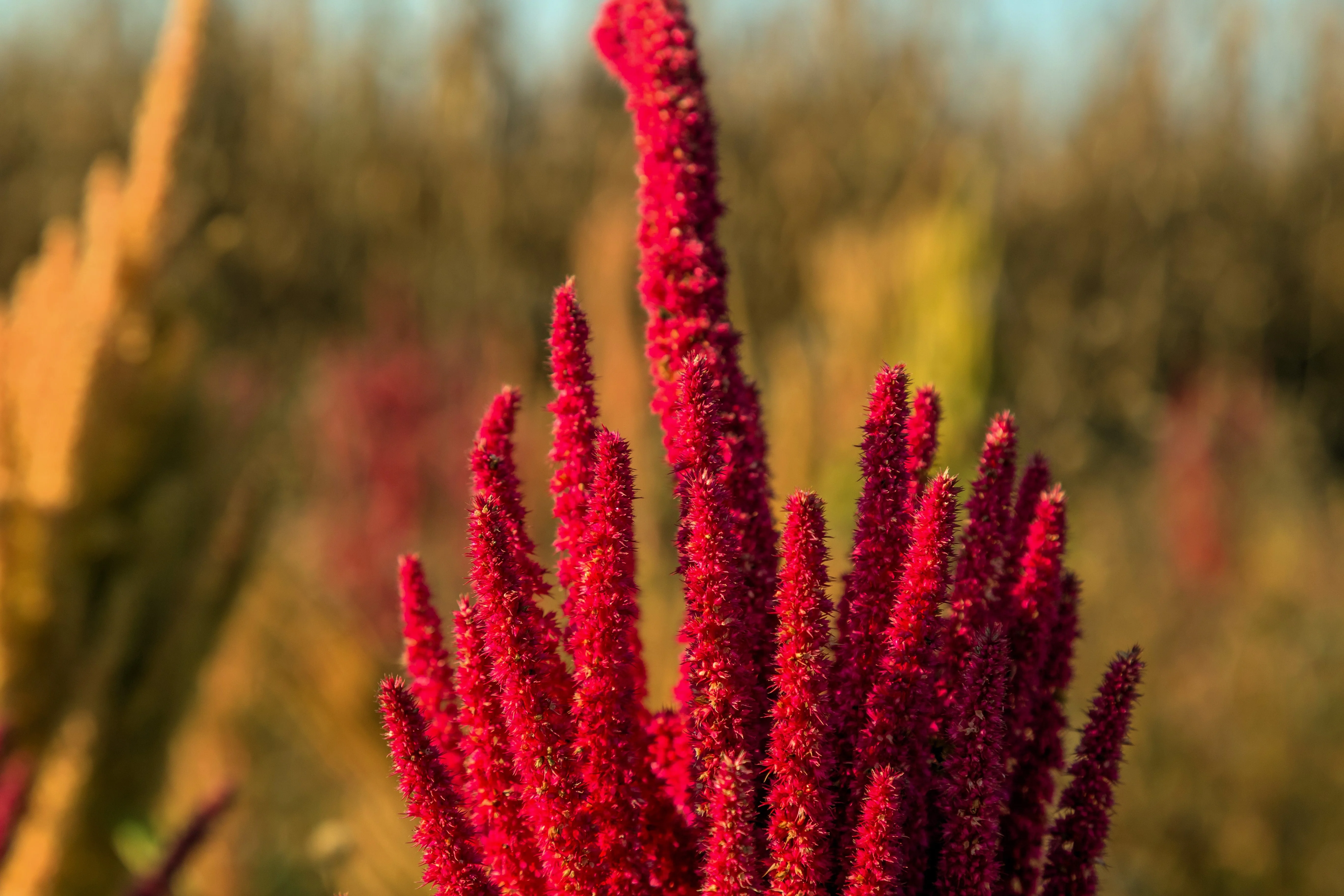 200 AMARANTHUS MOLTEN FIRE Amaranthus Gangeticus Flower Seeds - Image 4