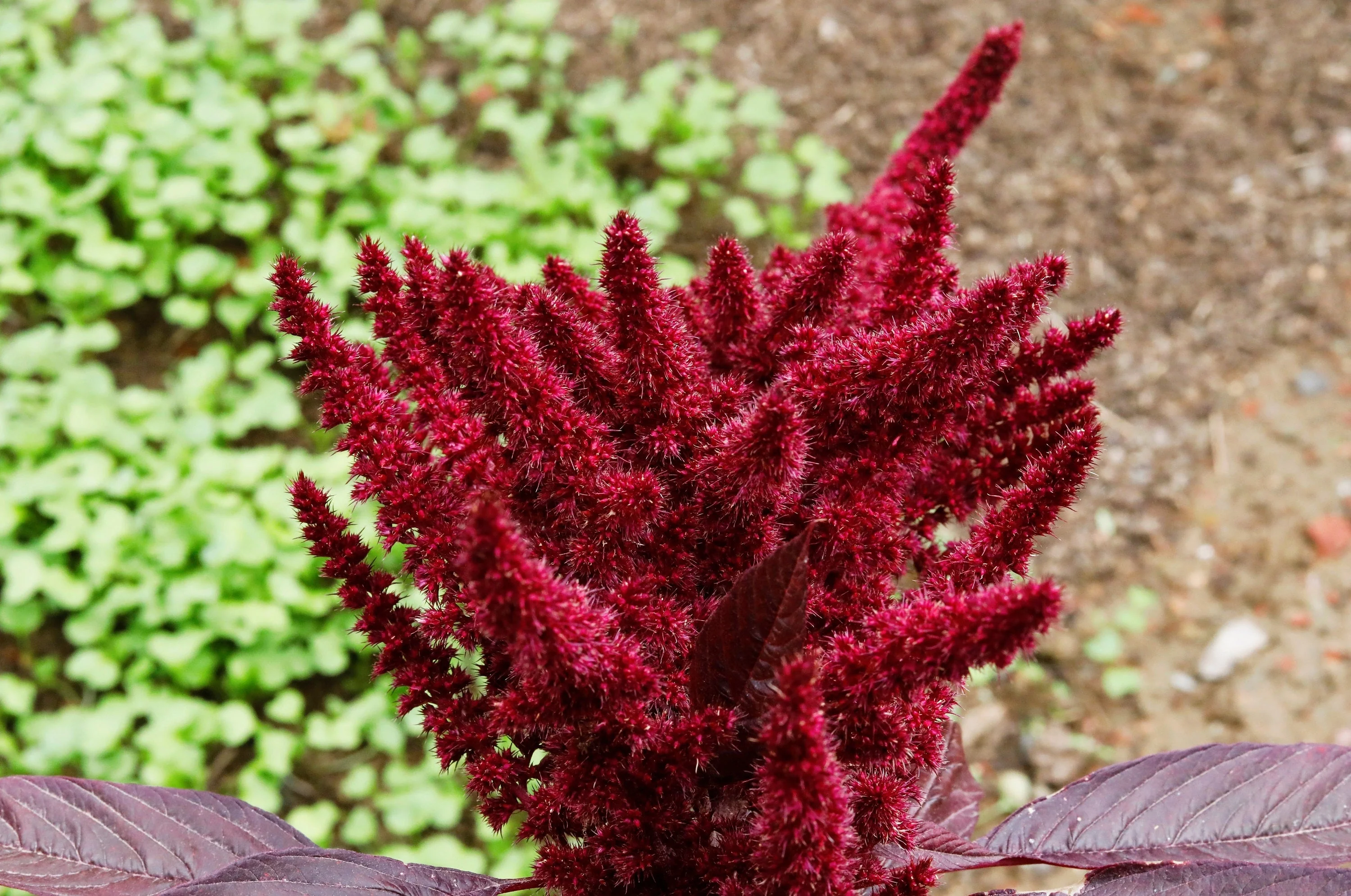 200 AMARANTHUS MOLTEN FIRE Amaranthus Gangeticus Flower Seeds - Image 5