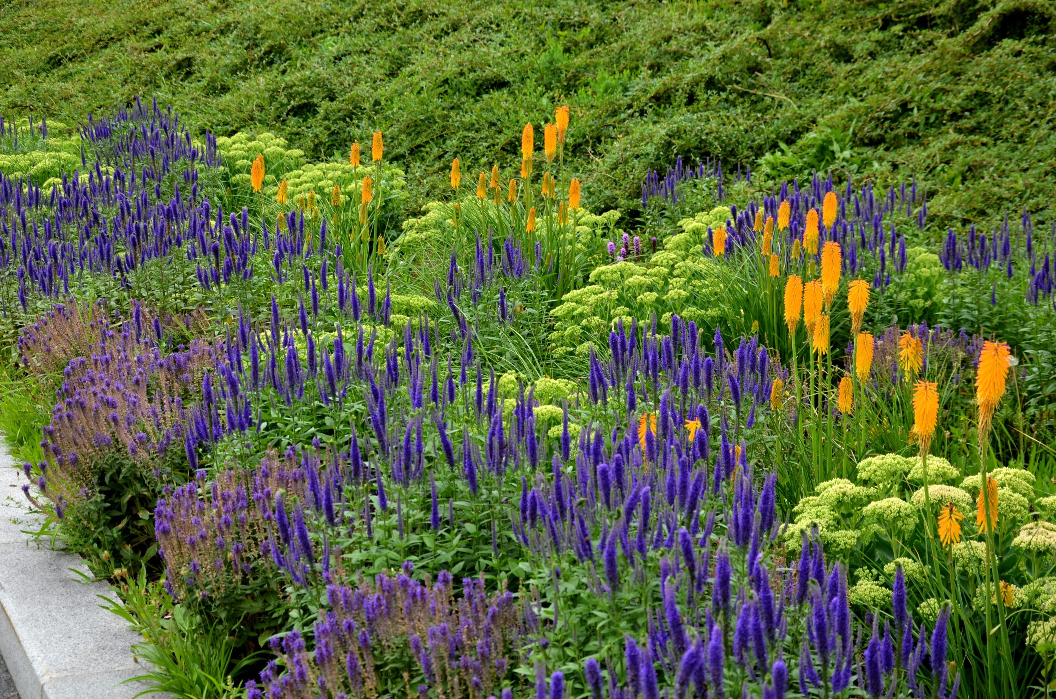 200 BLUE BOUQUET VERONICA Spicata Spike Speedwell Herb Flower Seeds - Image 6