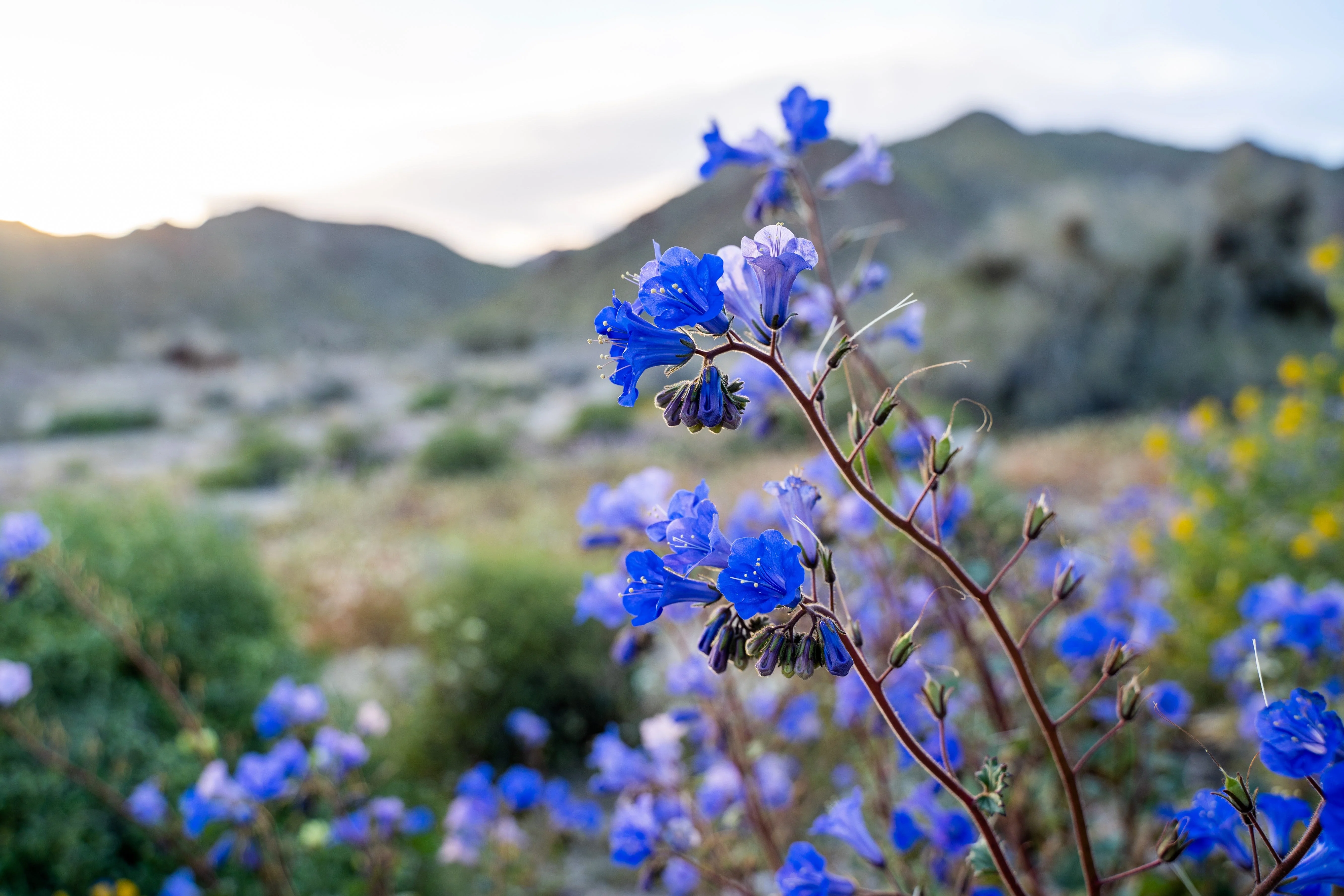 200 CALIFORNIA BLUEBELL (Wild Canterbury Bells / Desert Blue Bell) Phacelia Campanularia Flower Seeds - Image 6