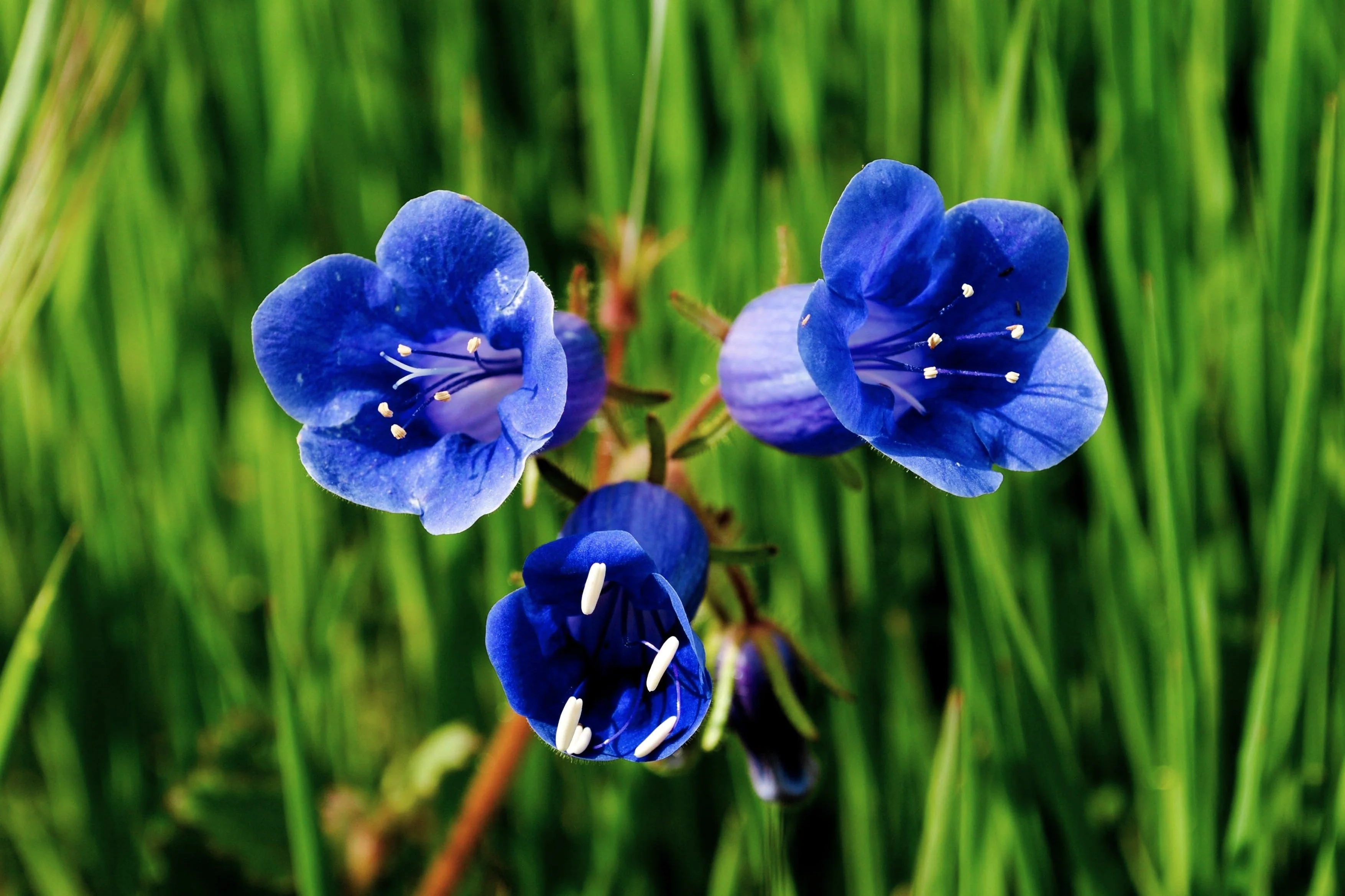 200 CALIFORNIA BLUEBELL (Wild Canterbury Bells / Desert Blue Bell) Phacelia Campanularia Flower Seeds - Image 8