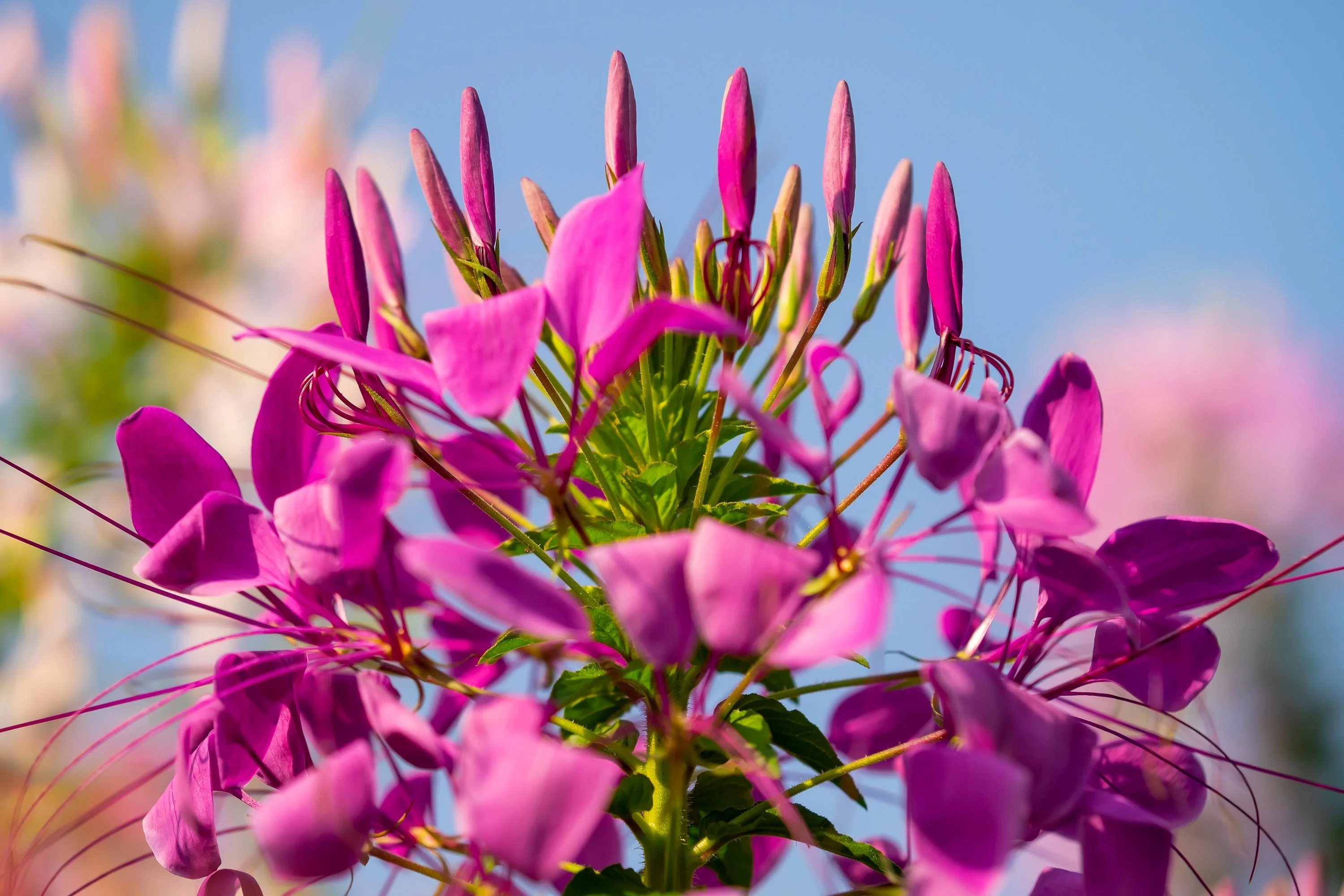 200 CHERRY QUEEN CLEOME Spinosa Hassleriana Carmine Rose Spider Flower Seeds - Image 2