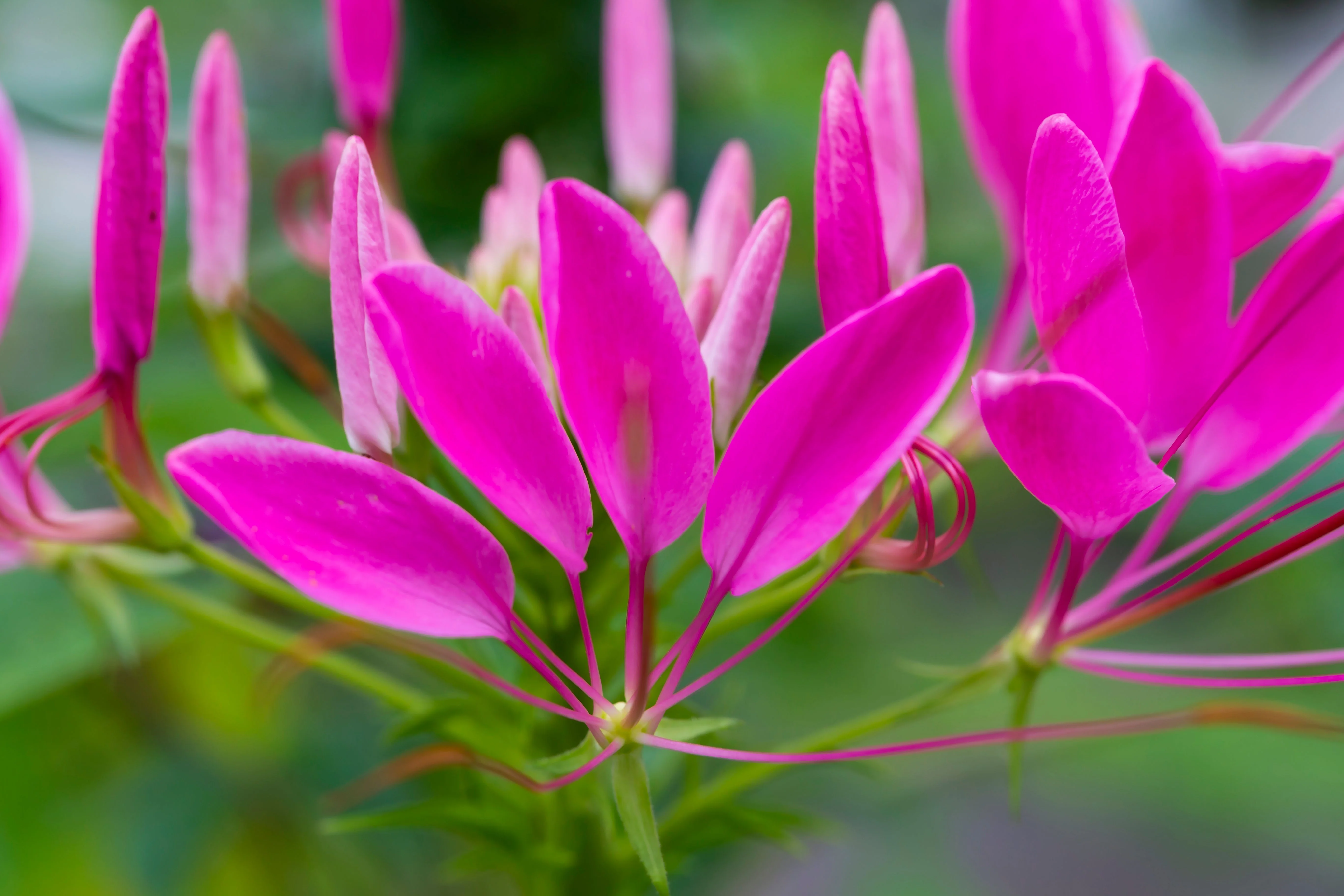 200 CHERRY QUEEN CLEOME Spinosa Hassleriana Carmine Rose Spider Flower Seeds - Image 4