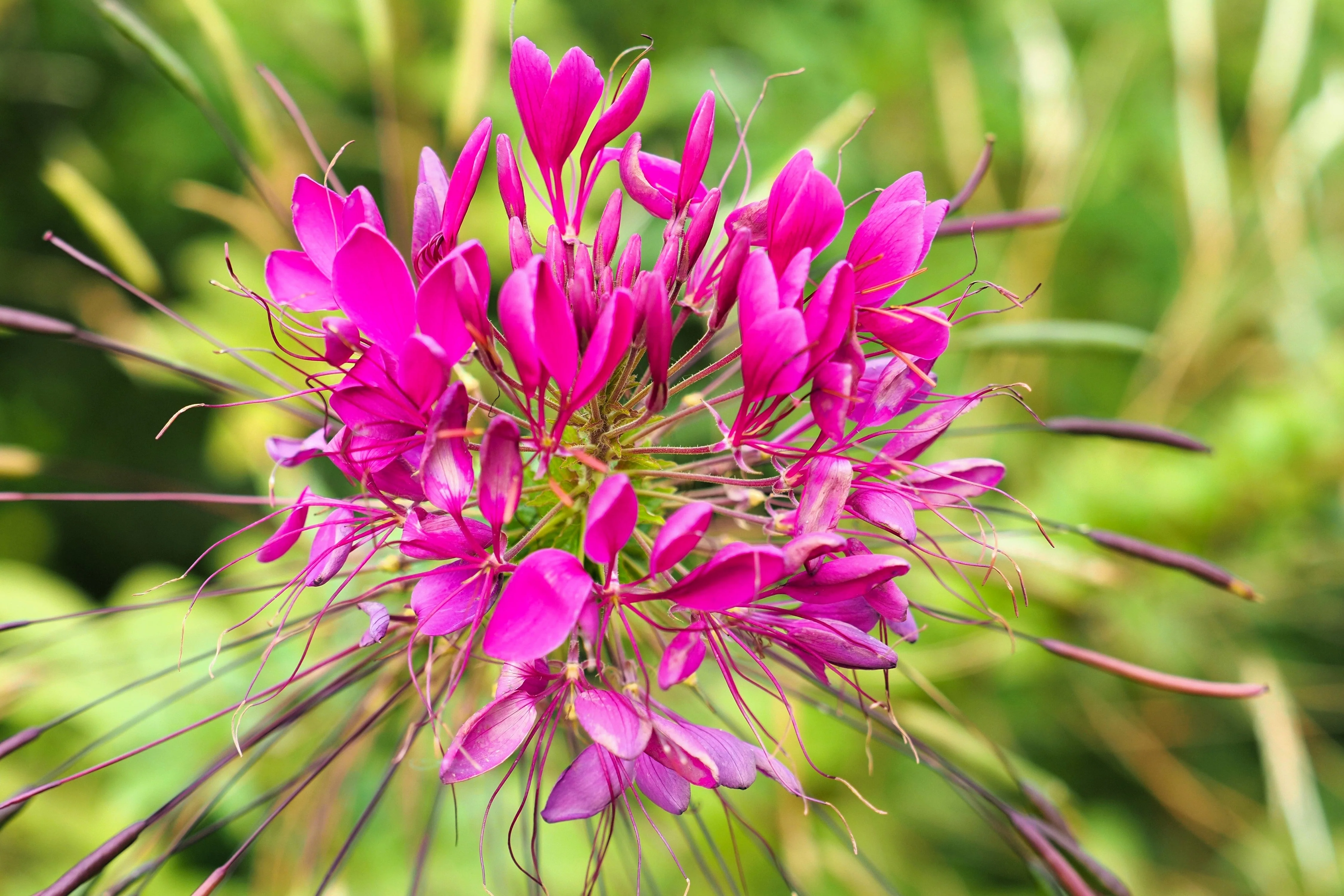 200 CHERRY QUEEN CLEOME Spinosa Hassleriana Carmine Rose Spider Flower Seeds - Image 5