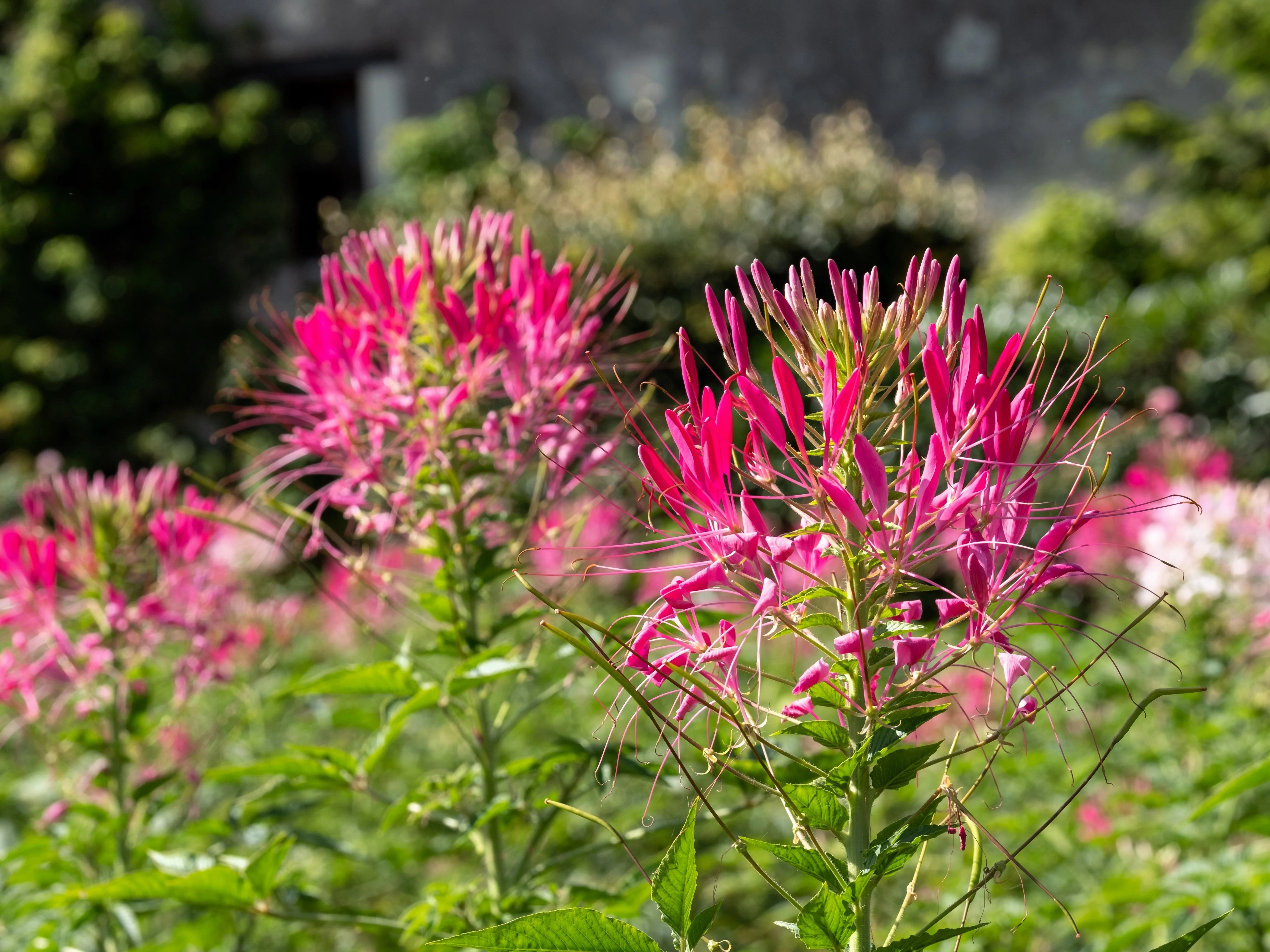 200 CHERRY QUEEN CLEOME Spinosa Hassleriana Carmine Rose Spider Flower Seeds - Image 6