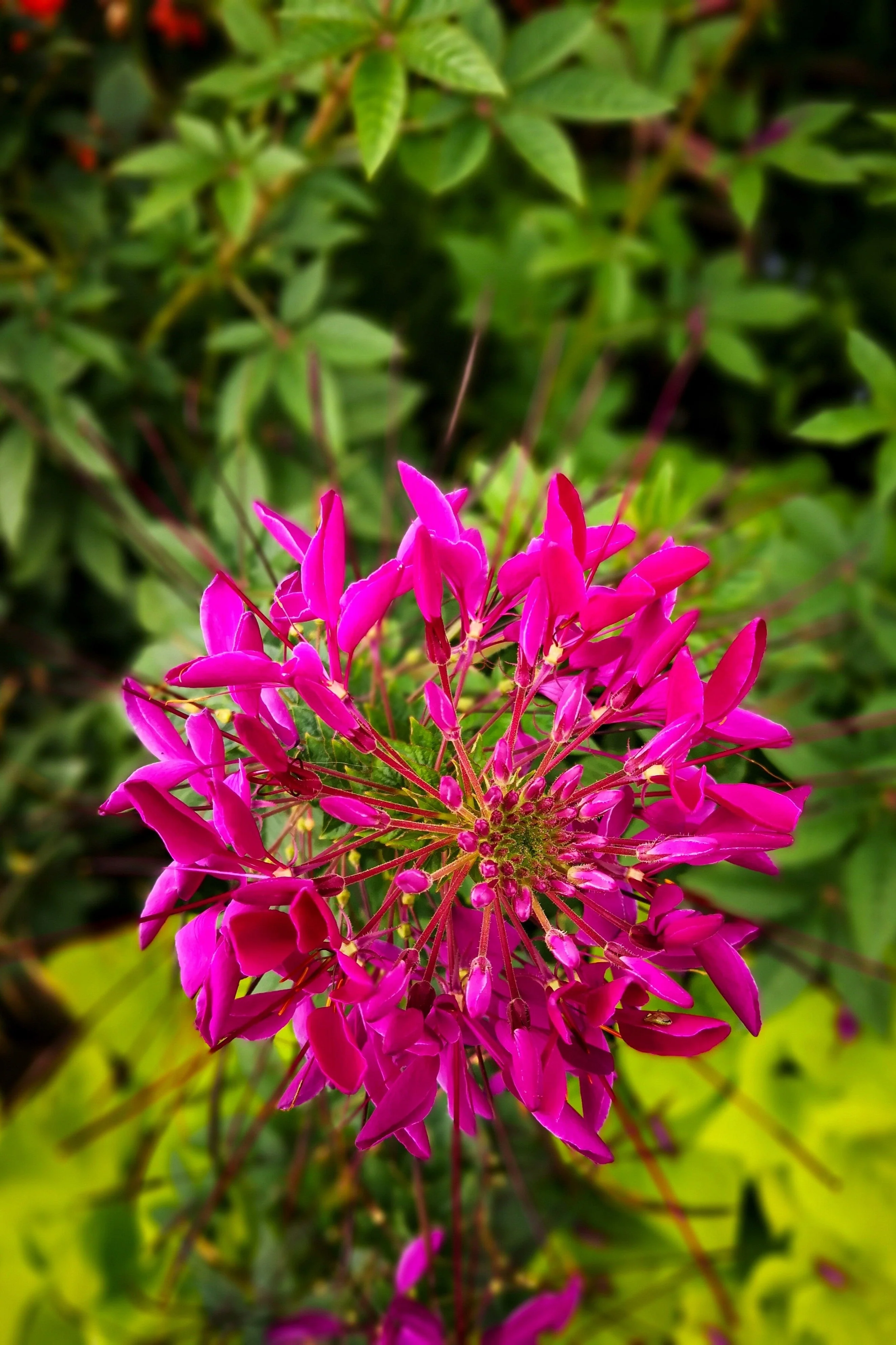 200 CHERRY QUEEN CLEOME Spinosa Hassleriana Carmine Rose Spider Flower Seeds - Image 9