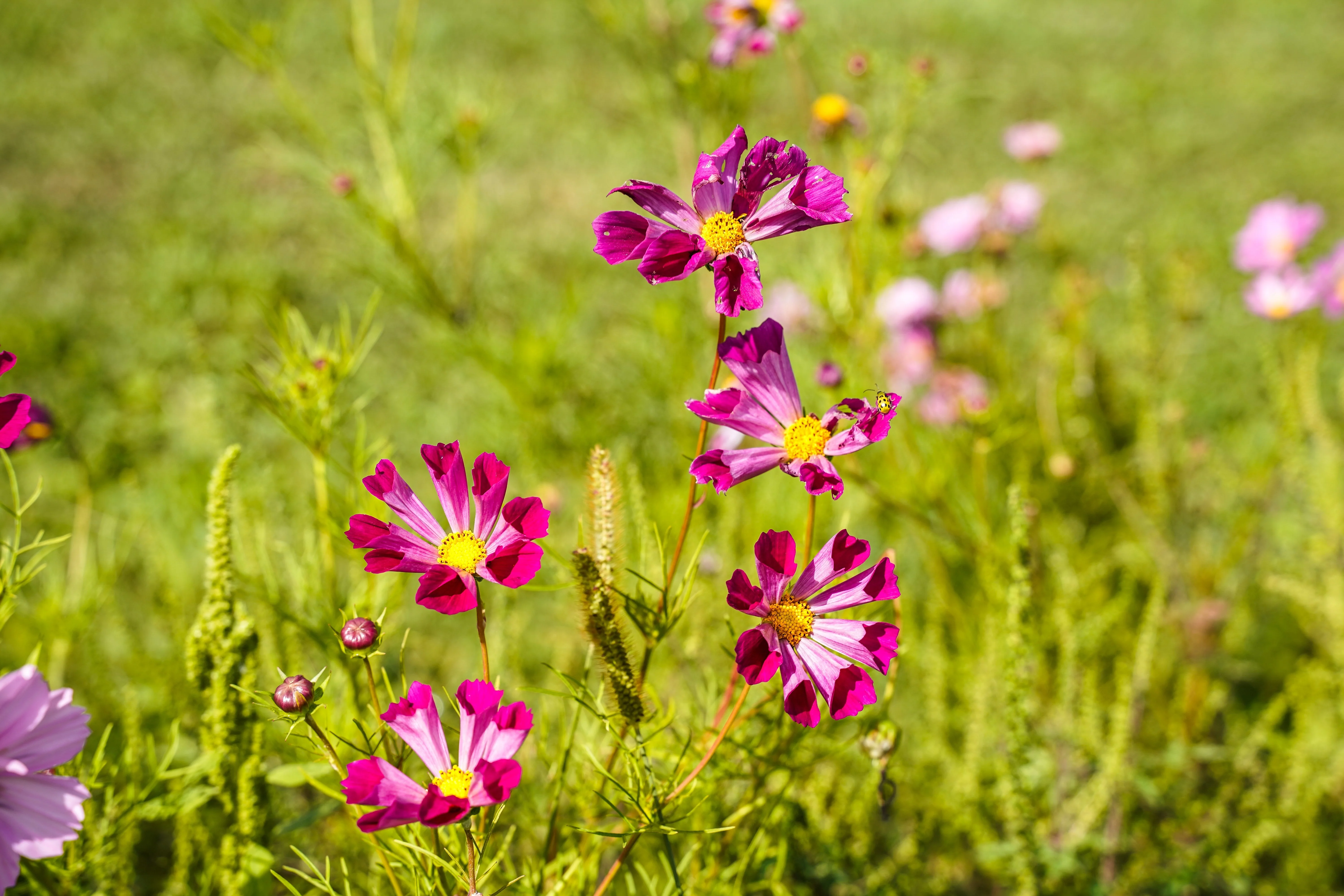 200 COSMOS SEASHELLS Cosmos Bipinnatus Sea Shells Flower Seeds - Image 13