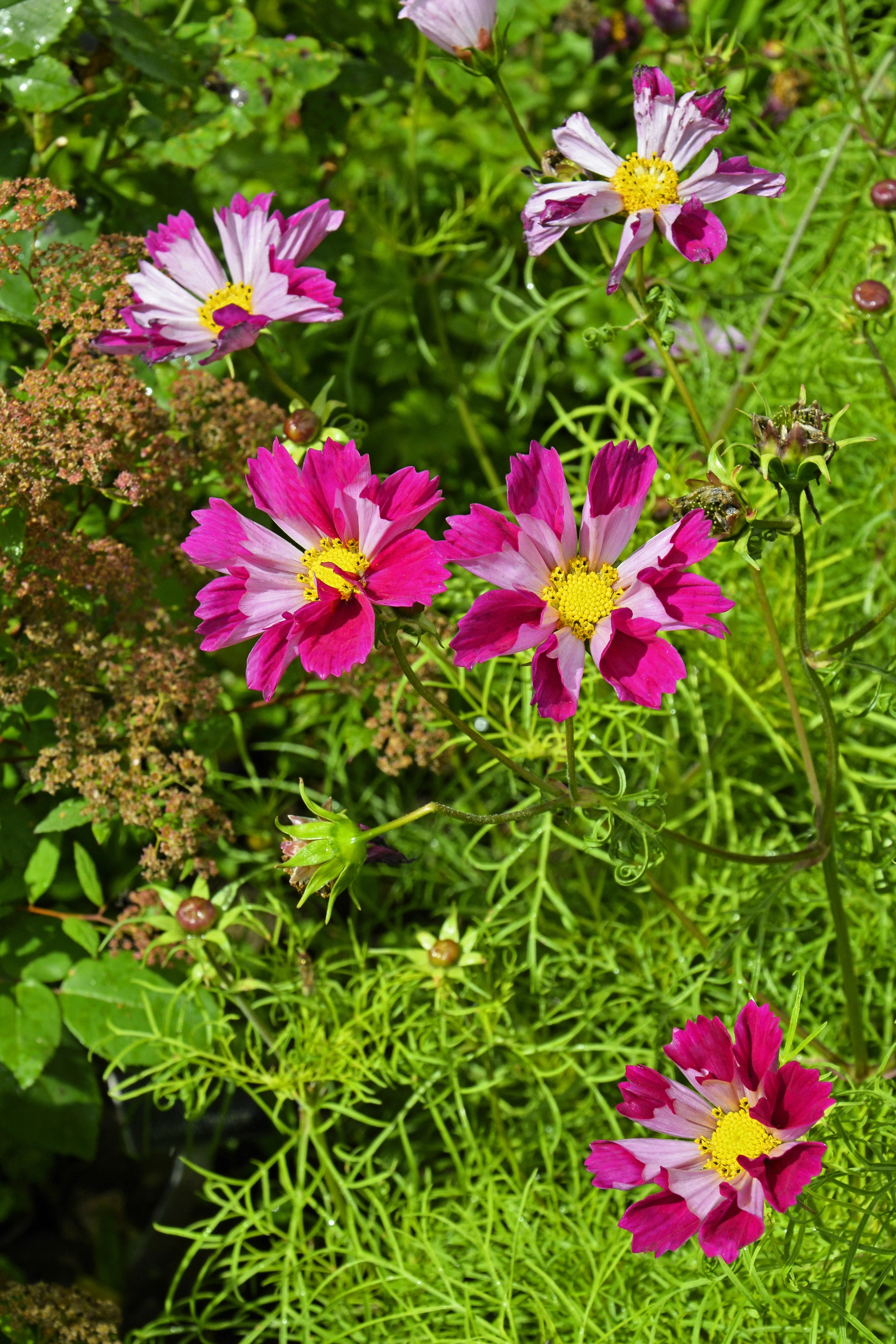 200 COSMOS SEASHELLS Cosmos Bipinnatus Sea Shells Flower Seeds - Image 14