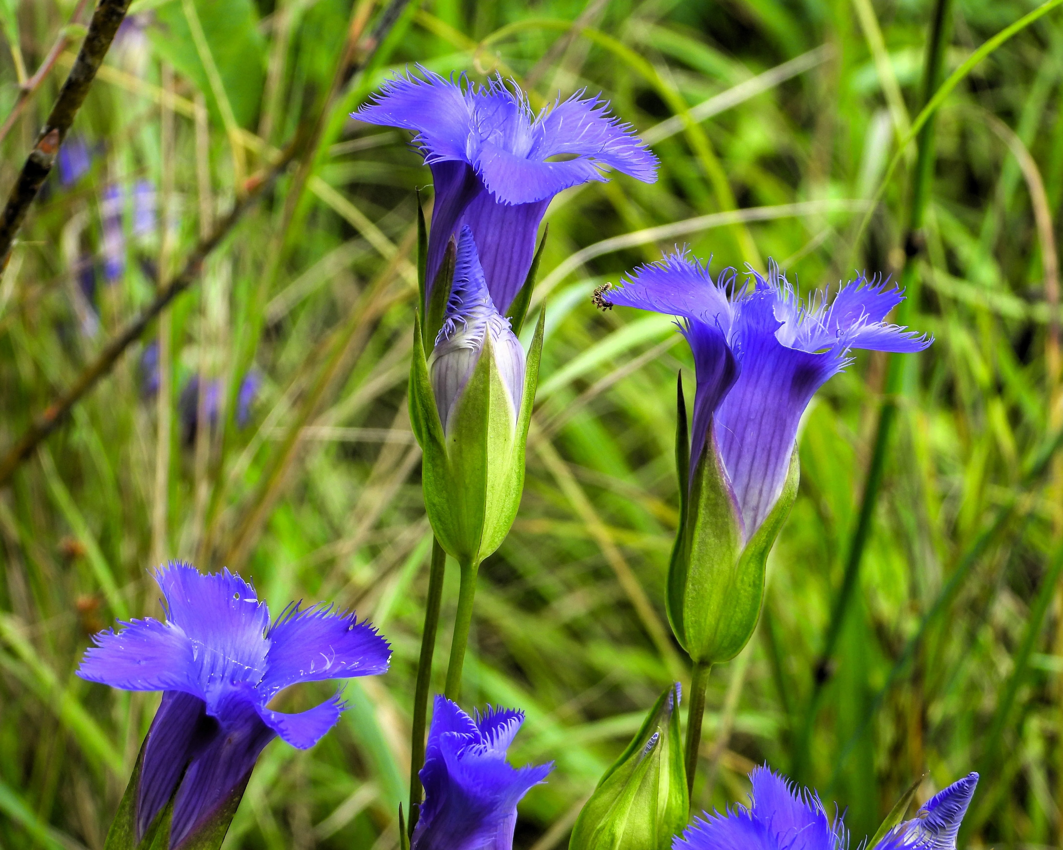 200 FRINGED GENTIAN Gentiana Crinita Gentianopsis Native Herb Blue Purple Flower Seeds - Image 9