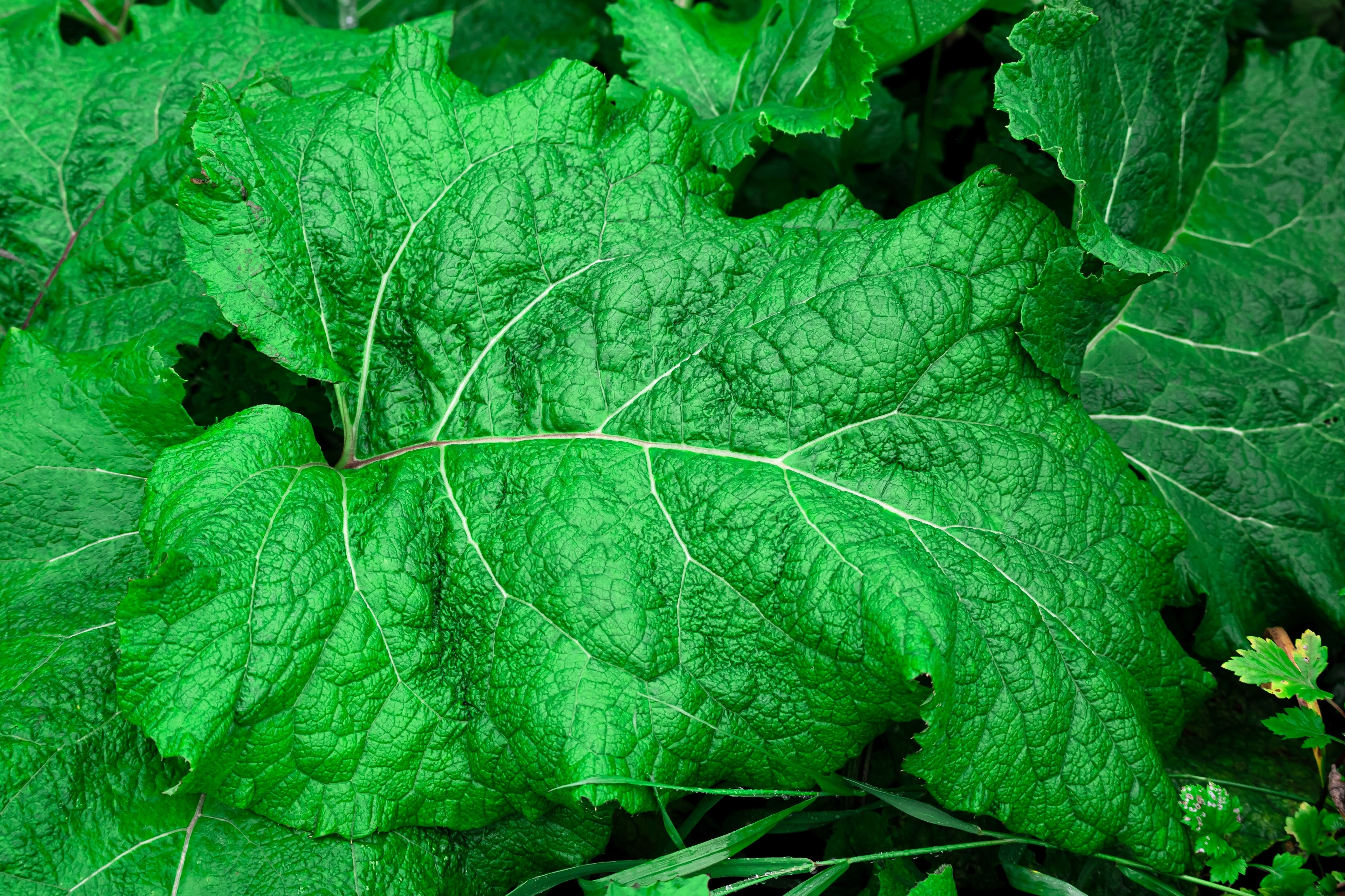 200 Great BURDOCK Arctium Lappa (Edible Burdock / Cockle-Button / Beggar's Buttons) HERB Flower Seeds - Image 5