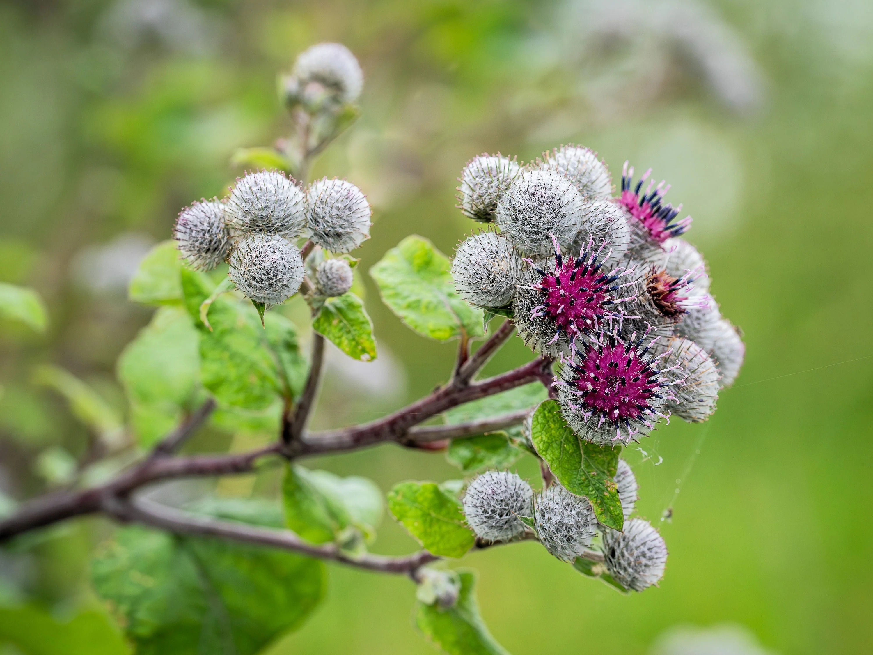 200 Great BURDOCK Arctium Lappa (Edible Burdock / Cockle-Button / Beggar's Buttons) HERB Flower Seeds - Image 7