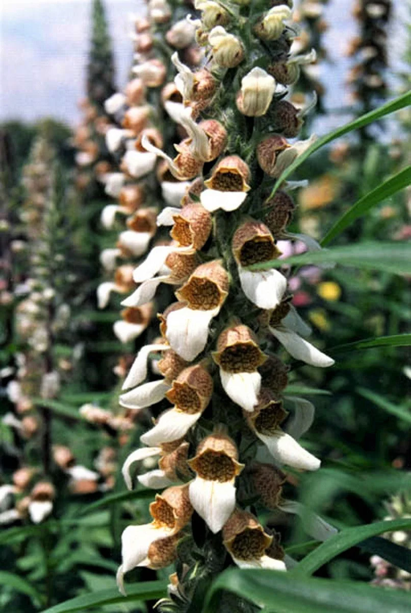 200 GRECIAN FOXGLOVE Wooly Digitalis Lanata Hummingbird White Yellow Purple Brown Flower Seeds - Image 4