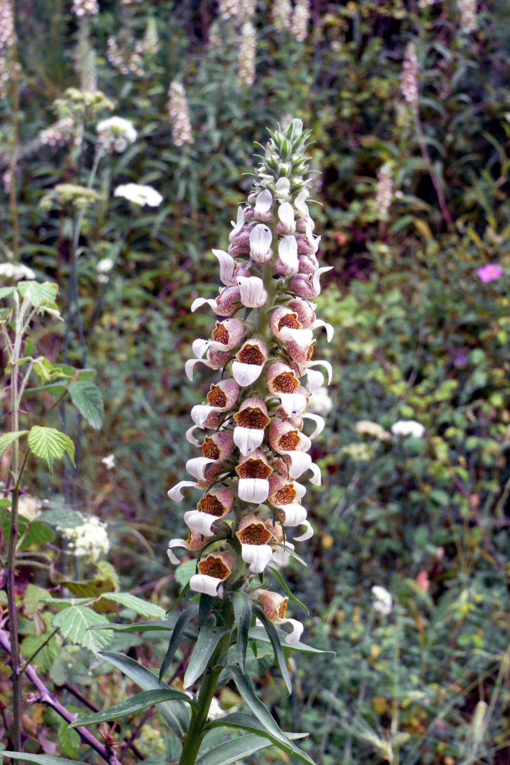 200 GRECIAN FOXGLOVE Wooly Digitalis Lanata Hummingbird White Yellow Purple Brown Flower Seeds - Image 5