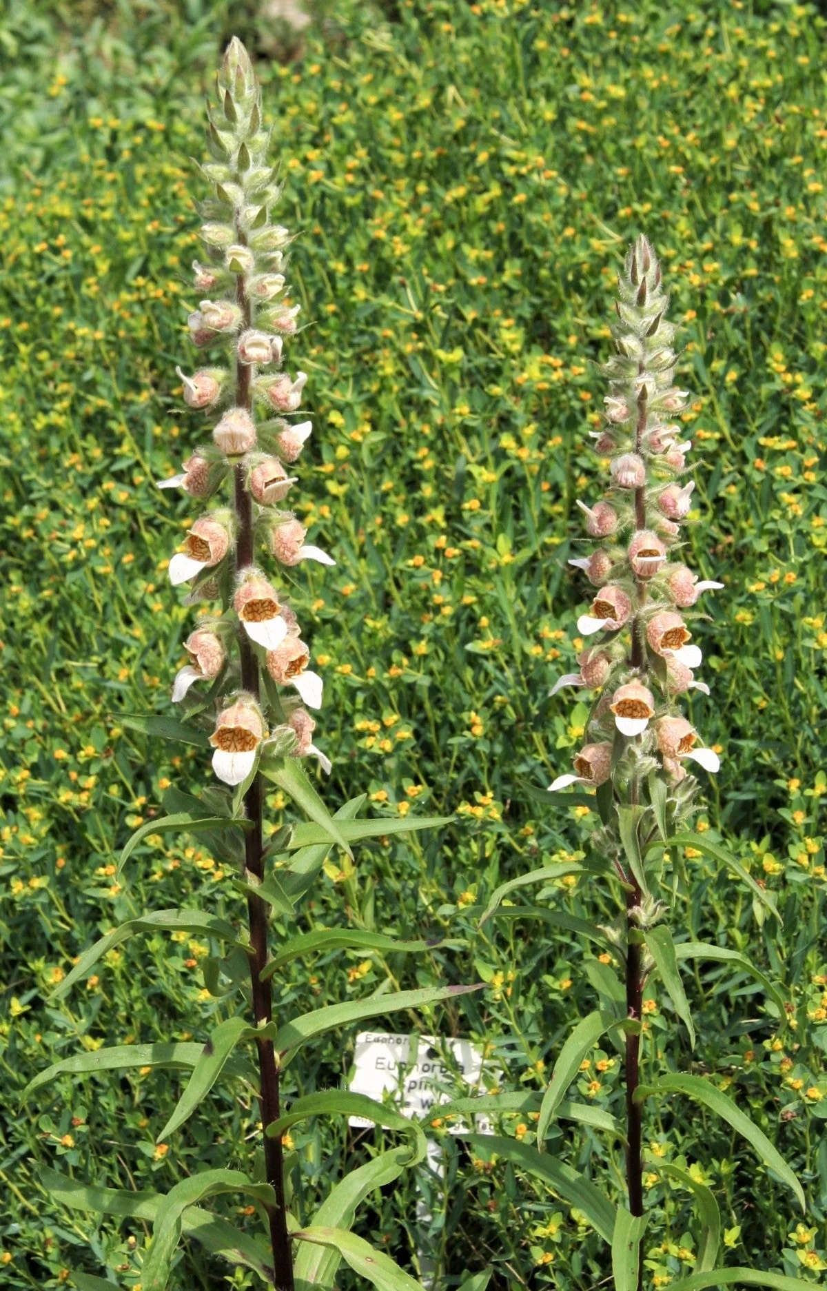 200 GRECIAN FOXGLOVE Wooly Digitalis Lanata Hummingbird White Yellow Purple Brown Flower Seeds - Image 9