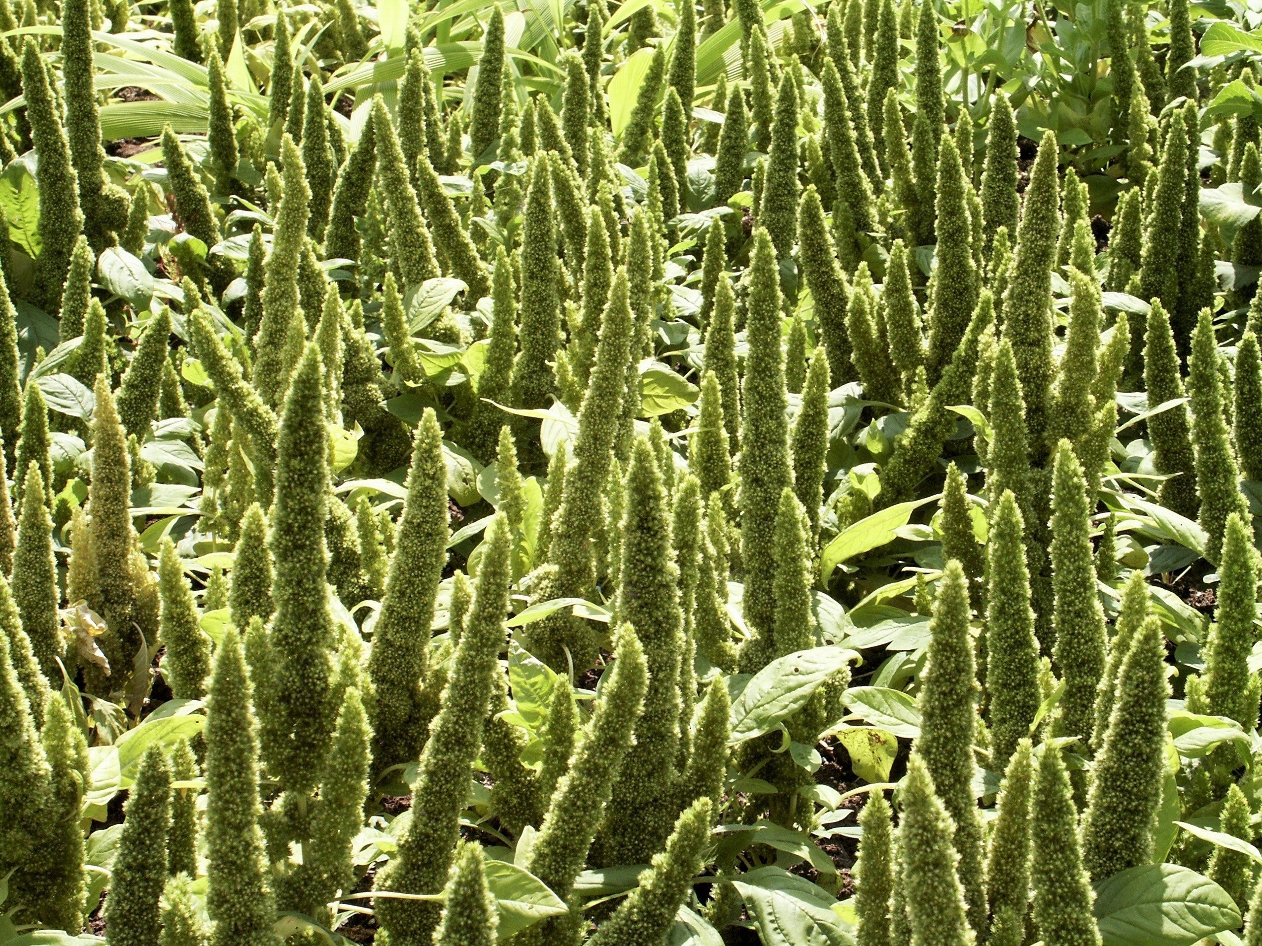 200 GREEN THUMB AMARANTHUS Hypochondriacus Prince’s Feather Amaranth Flower Seeds - Image 2