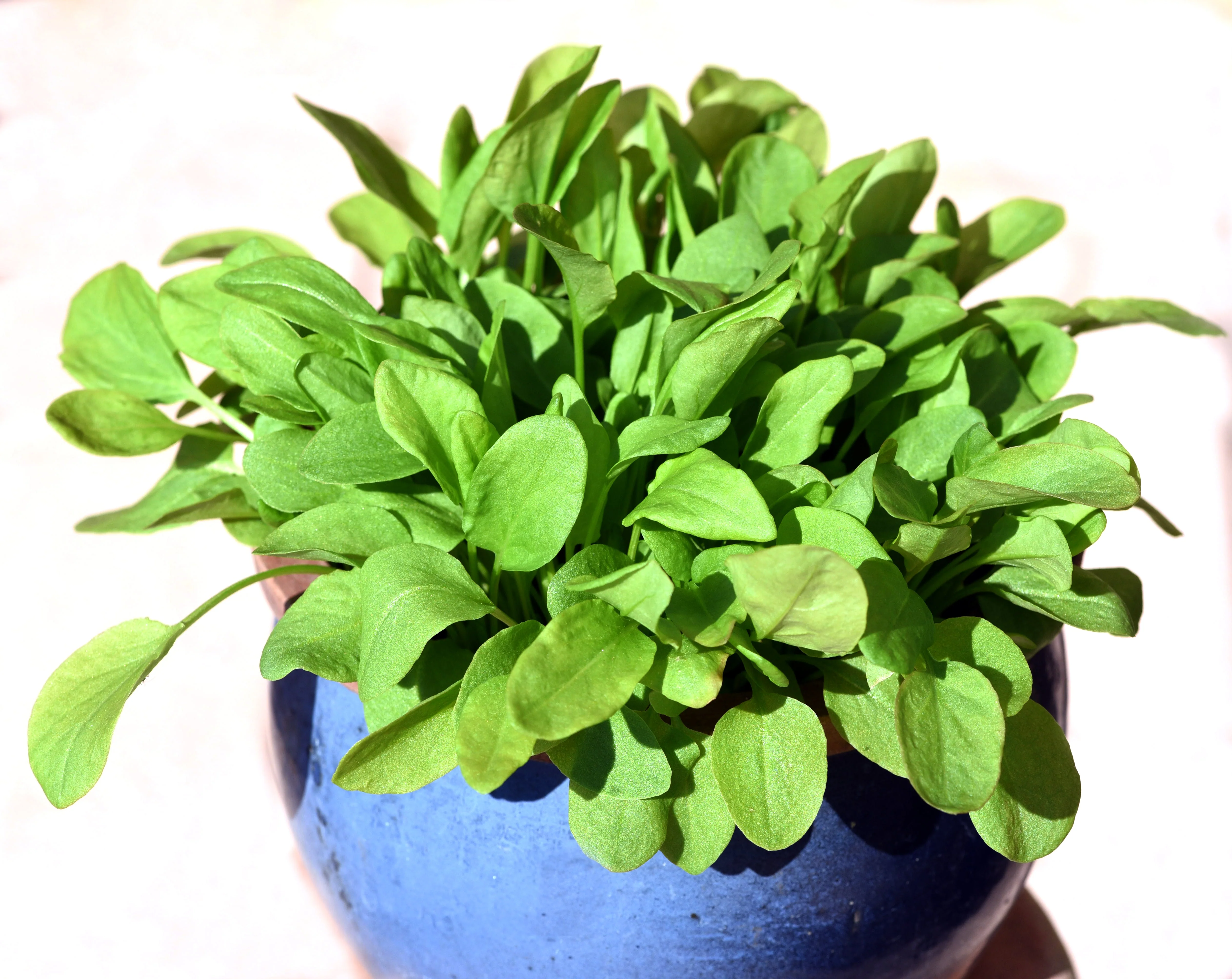 200 LARGE LEAF SORREL (Garden Sorrel / Spinach Dock / Redshank) Rumex Acetosa Vegetable Seeds - Image 9
