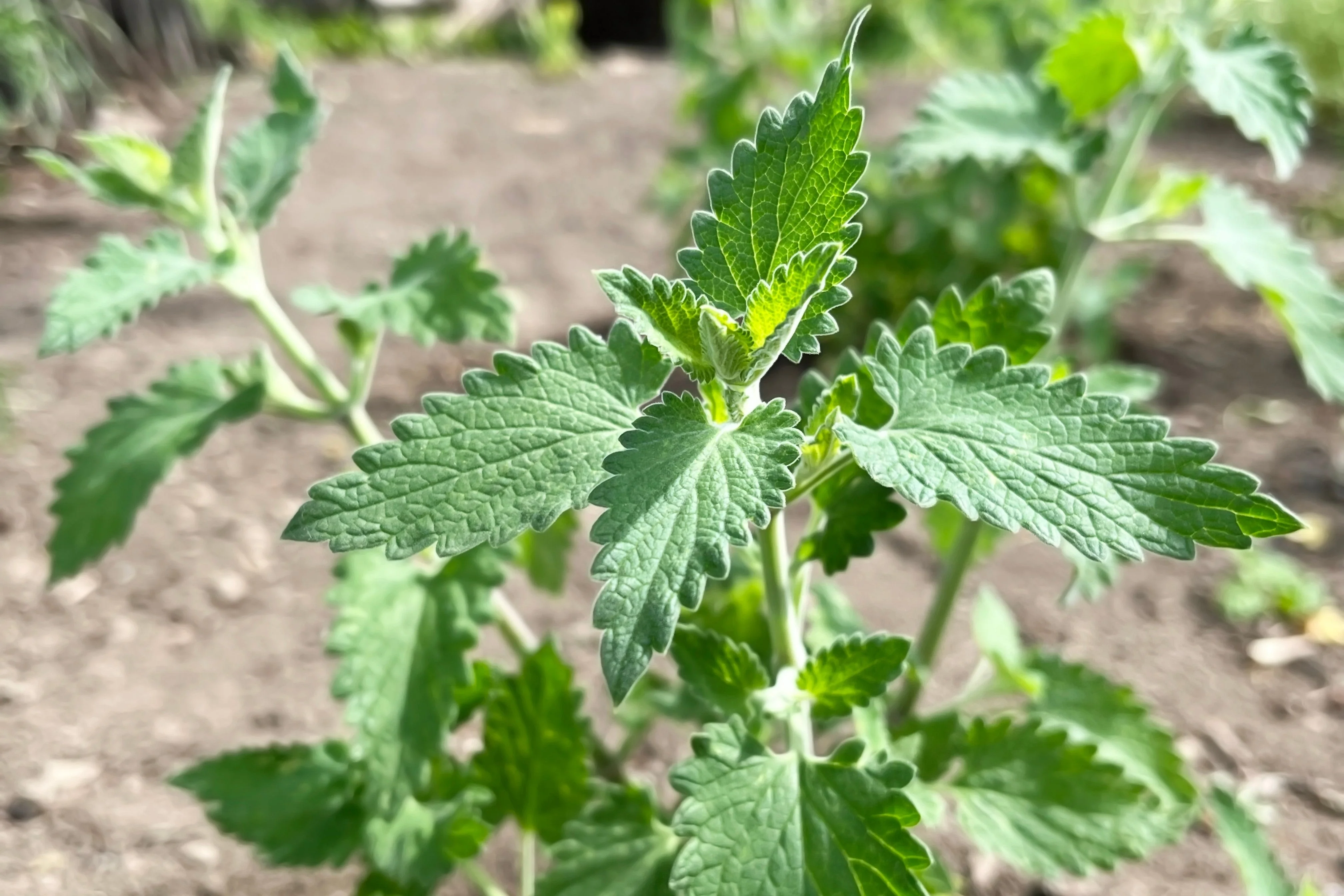 200 Lemon LEMONY CATNIP Nepeta Cataria Citriodora Herb Flower Seeds - Image 4